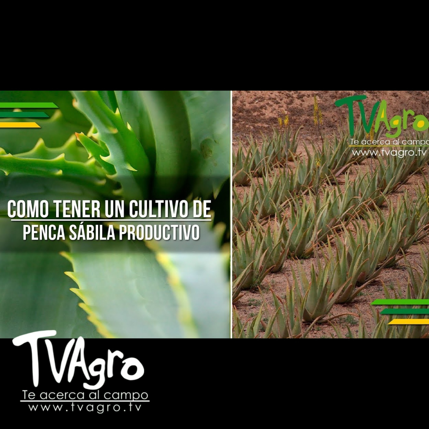 TV AGRO