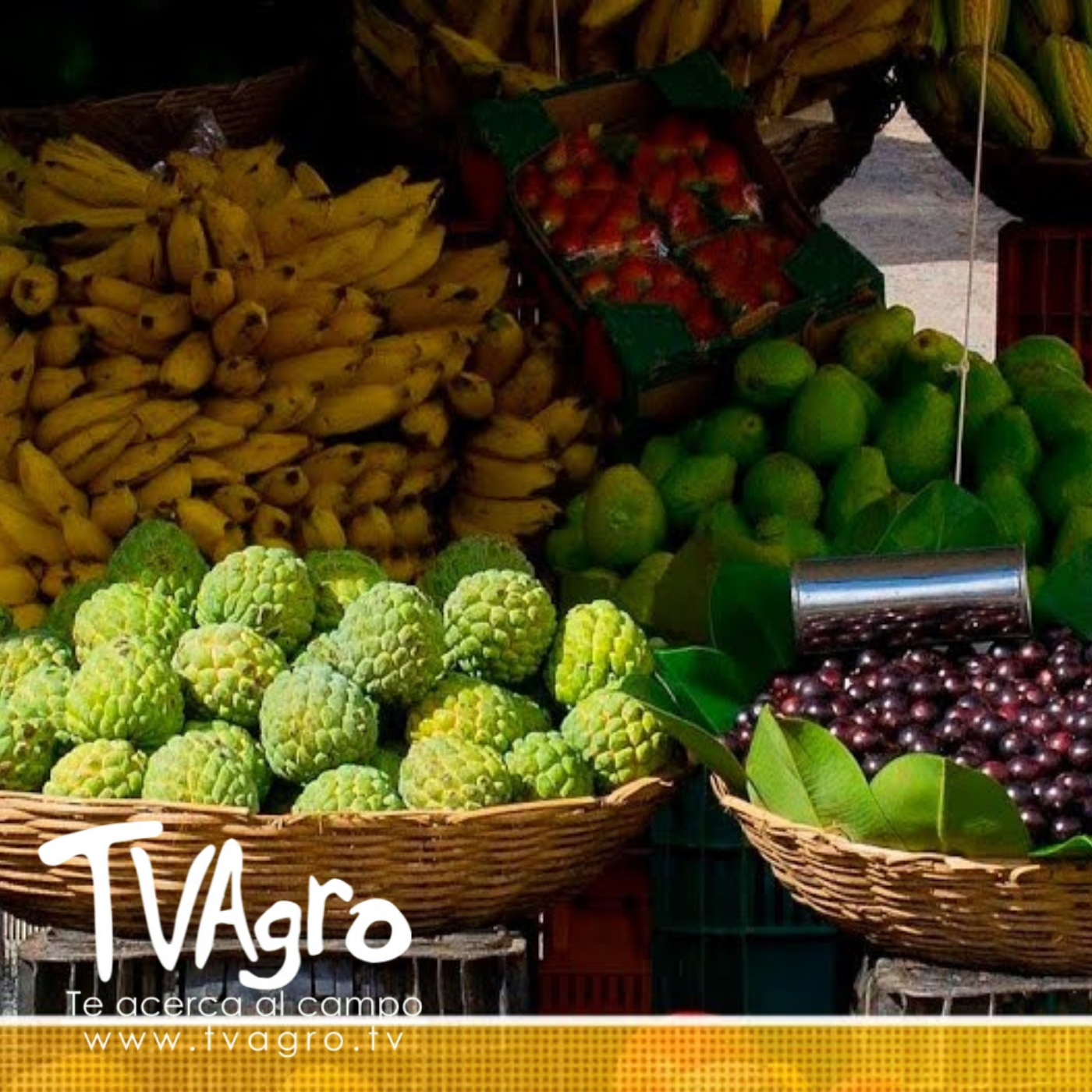 TV AGRO