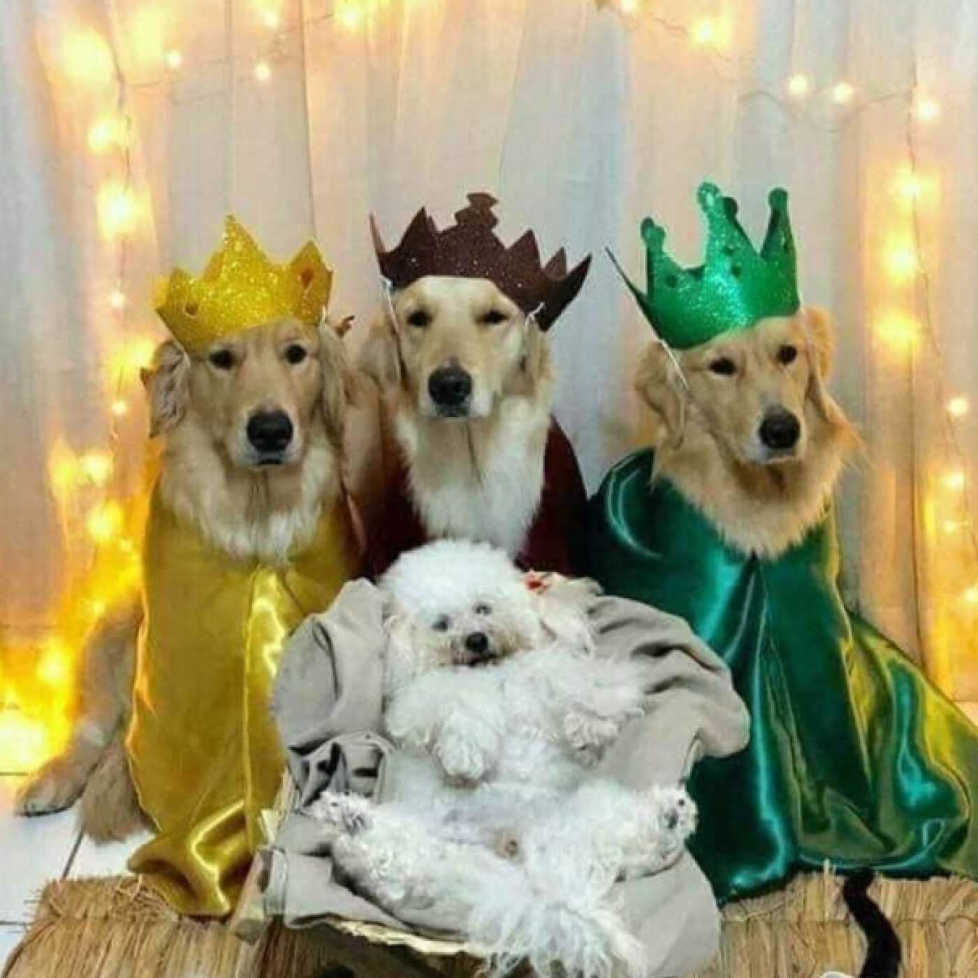 Podcast Mascotero - Mundo animal