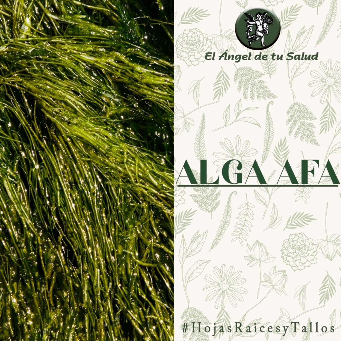 El Ángel de tu Salud - Alga AFA** episode artwork