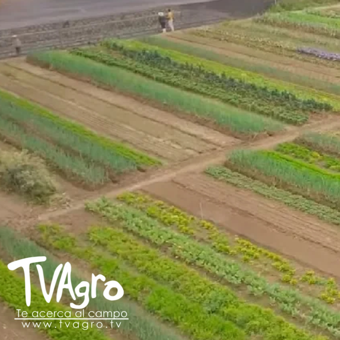 TV AGRO