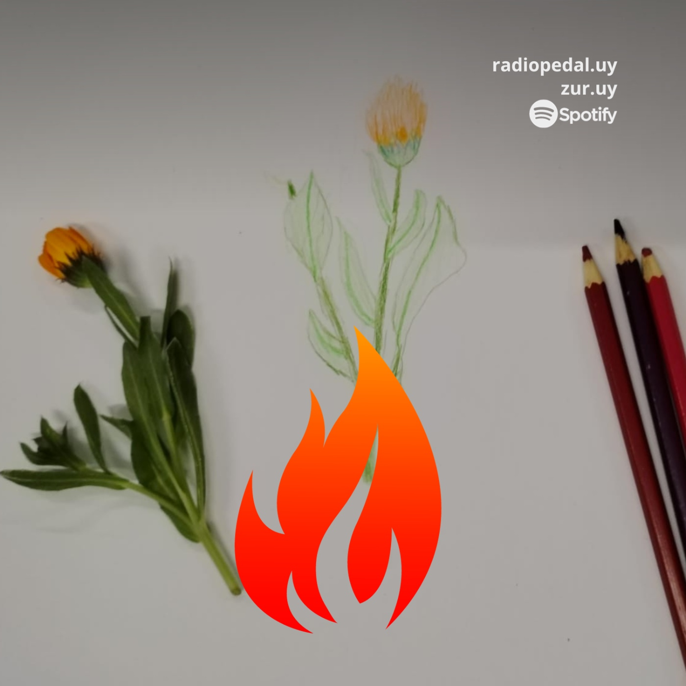 Dm #113 | Niñeces y plantitas medicinales (27-09-23) episode artwork