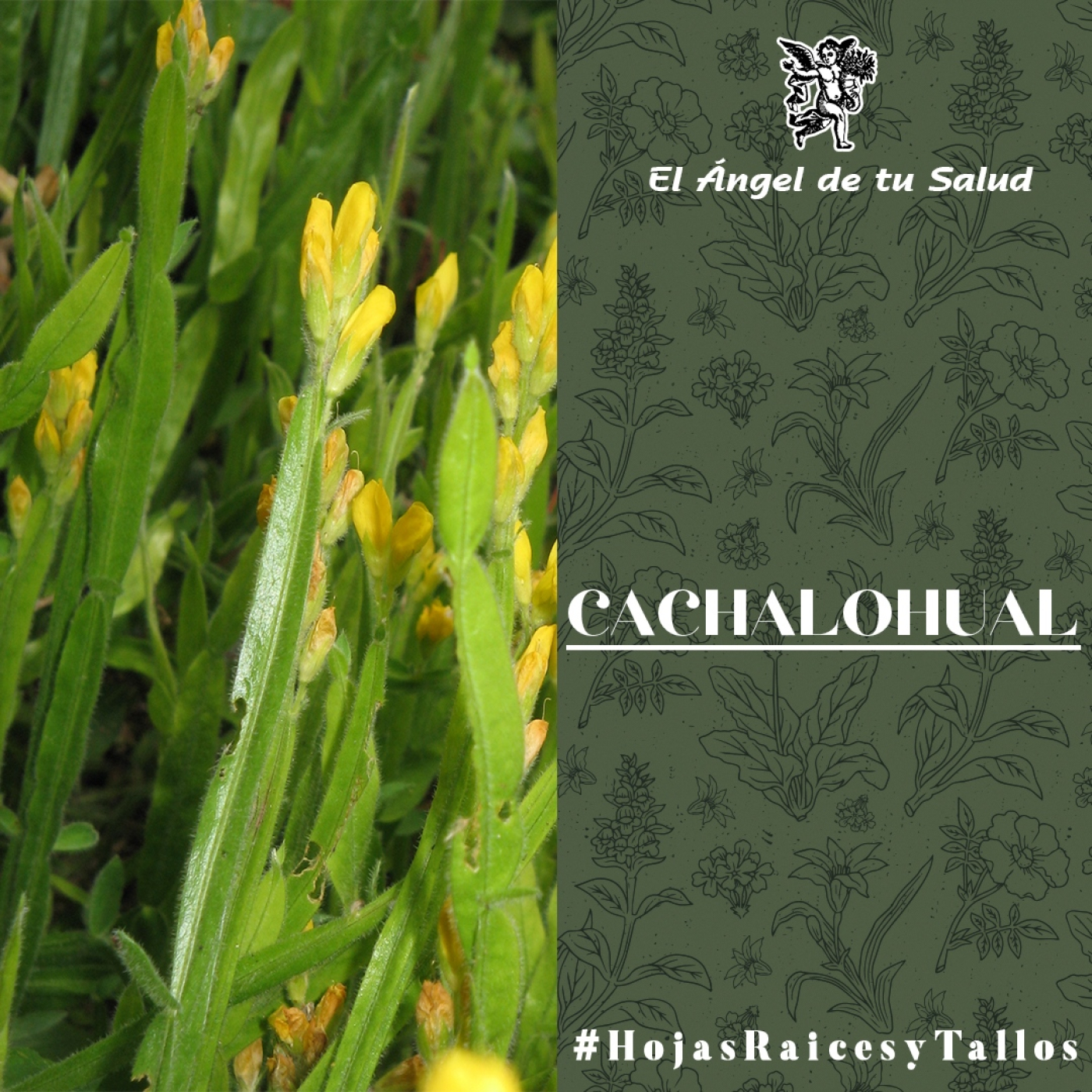 El Ángel de tu Salud - Cachalohual** episode artwork