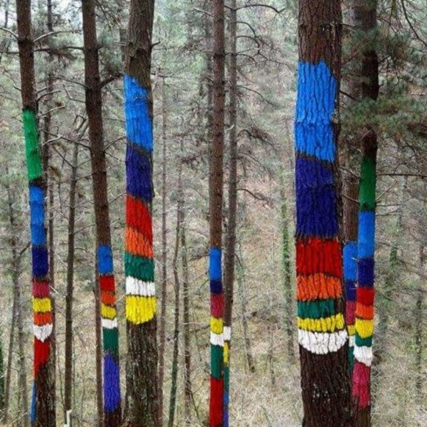 ESPECIAL MUSICA LOS BOSQUES. episode artwork