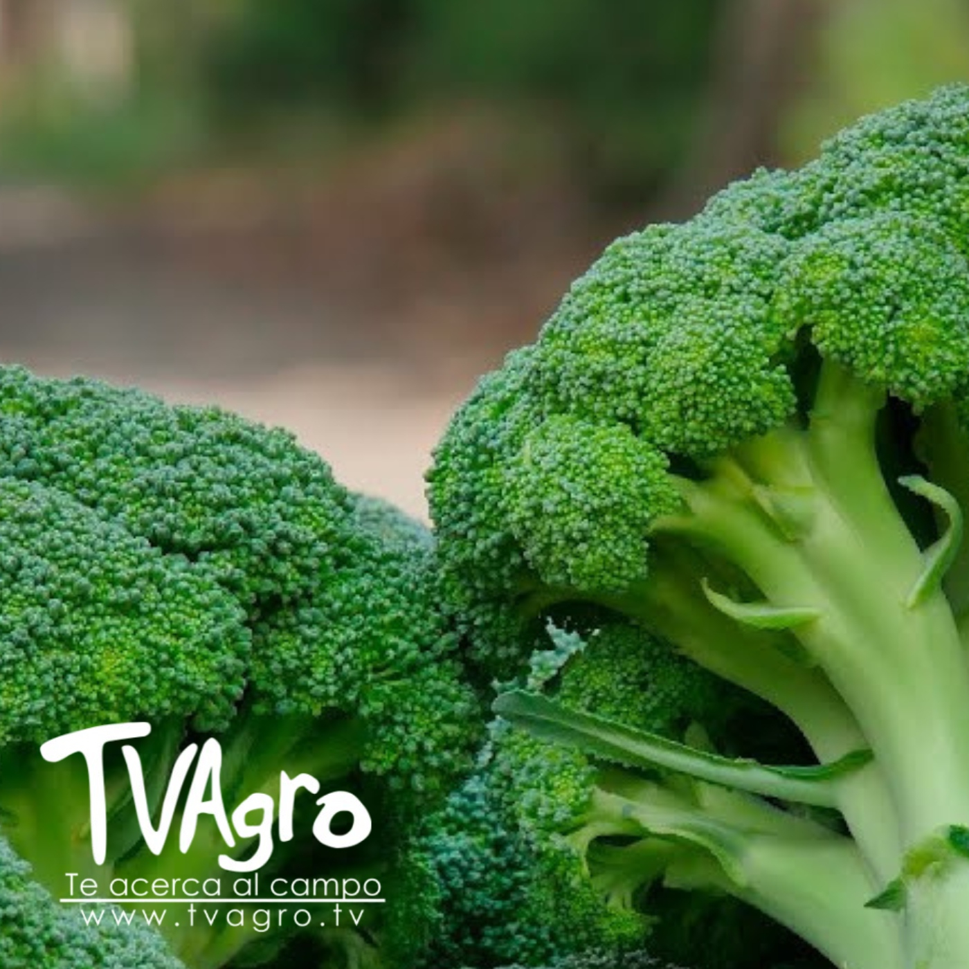 TV AGRO