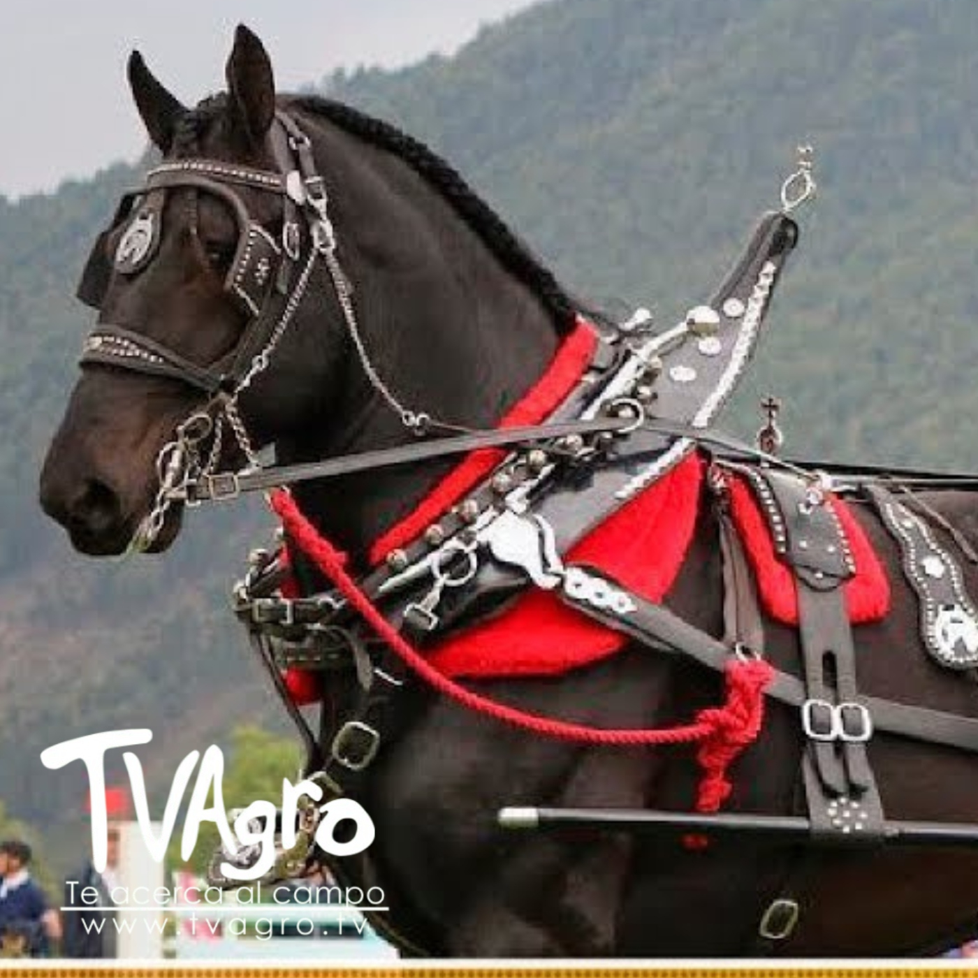 TV AGRO