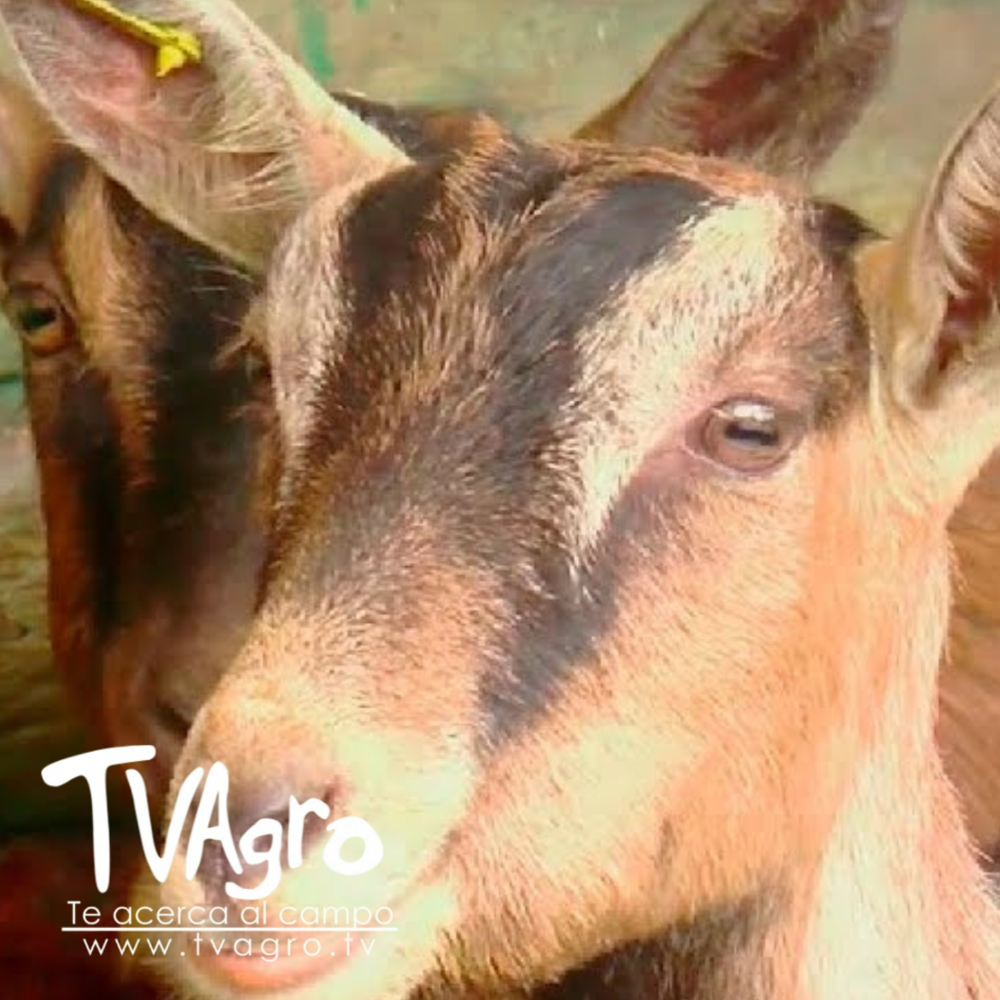 TV AGRO