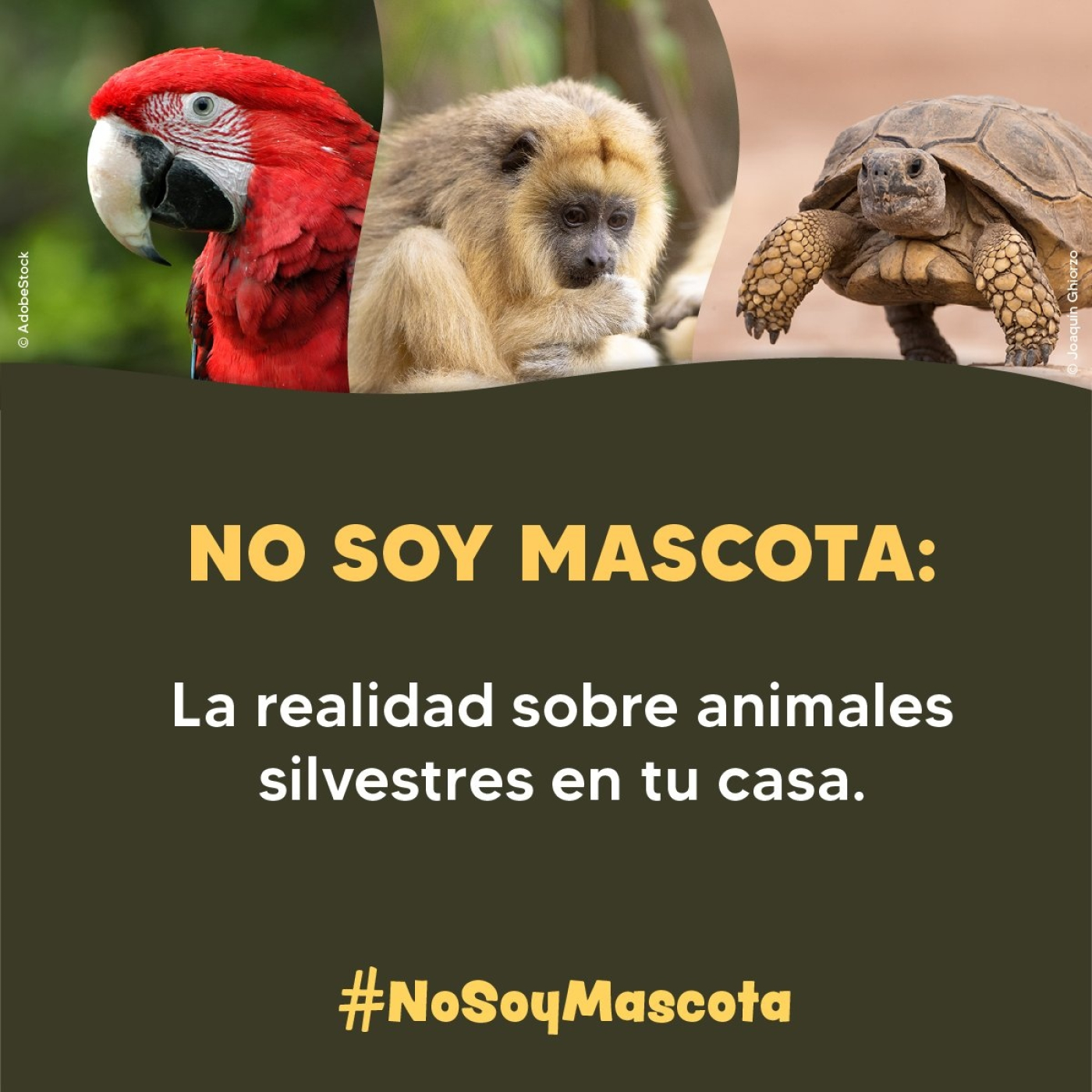 Eco Vida Ambiente