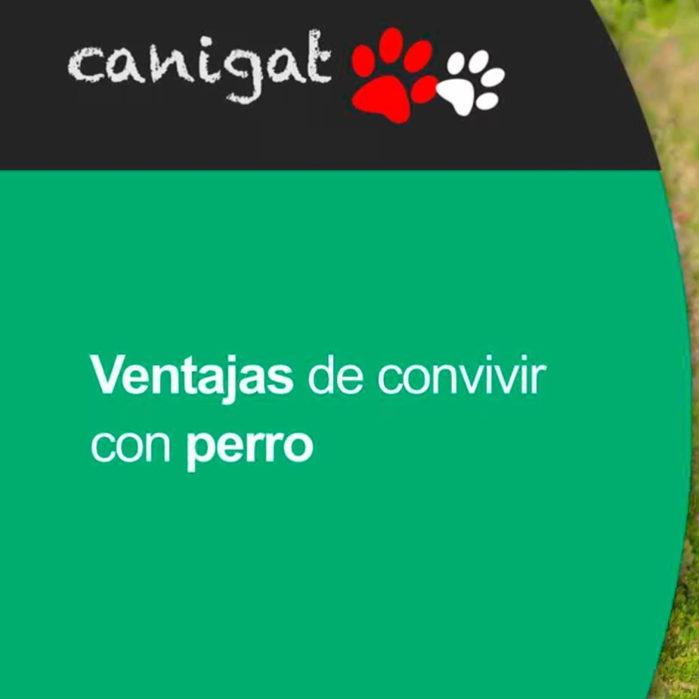 Consejos veterinarios de perros y gatos by canigat