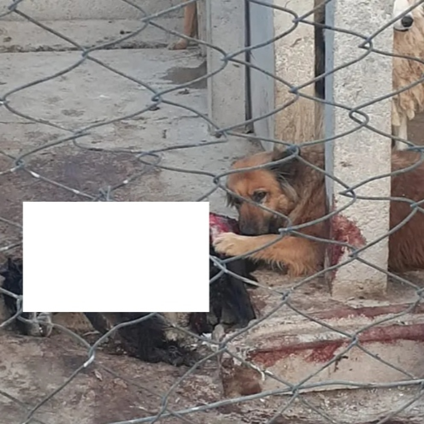 Insólito: perros comiéndose entre ellos en una perrera de la provincia de Buenos Aires