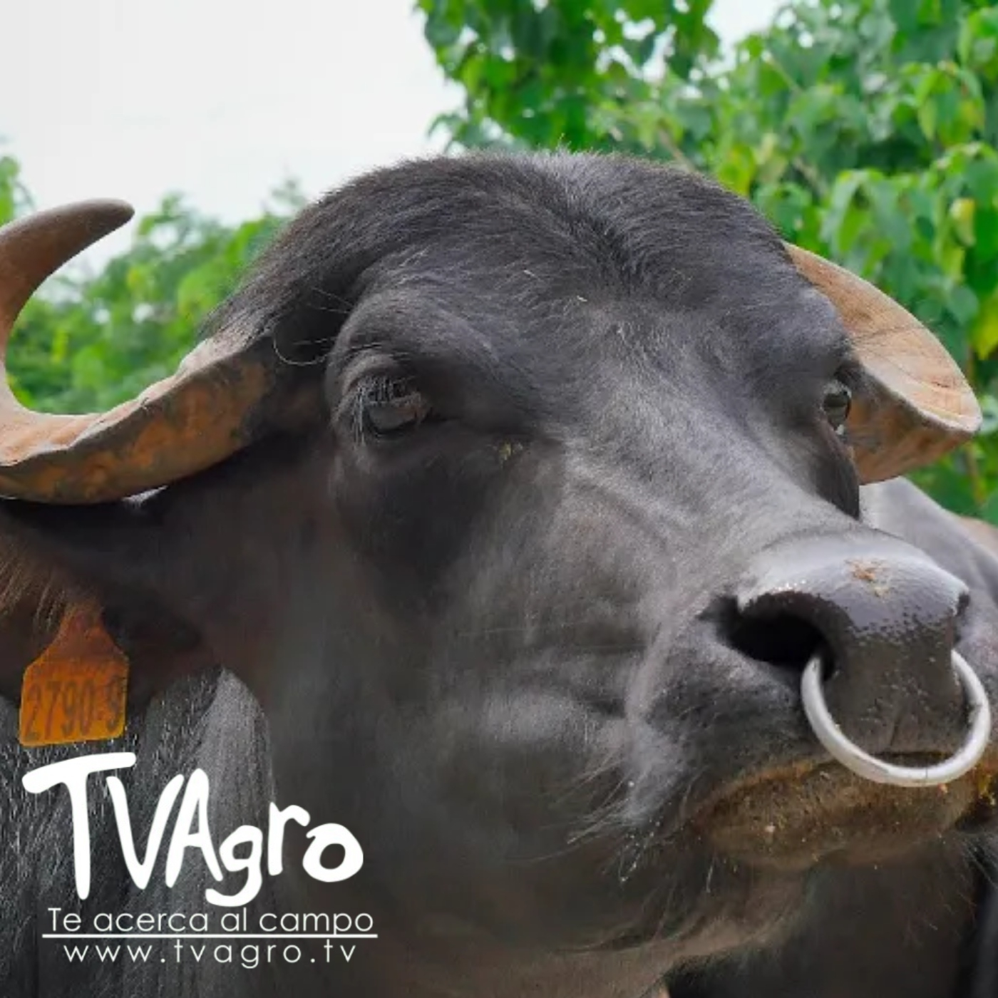 TV AGRO