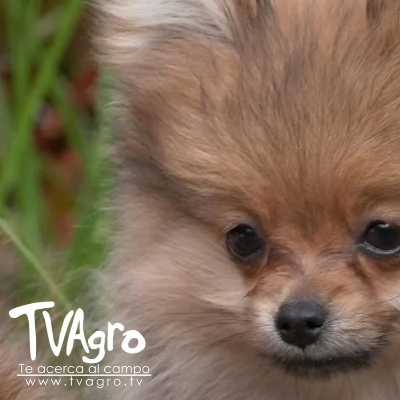 TV AGRO