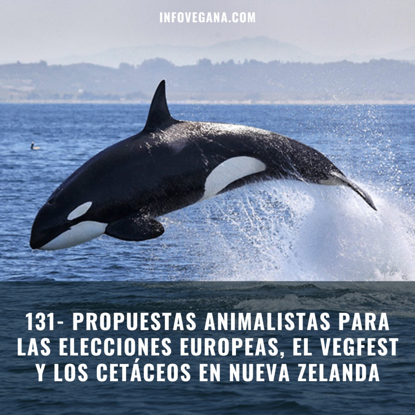 Infovegana, podcast de veganismo y sostenibilidad
