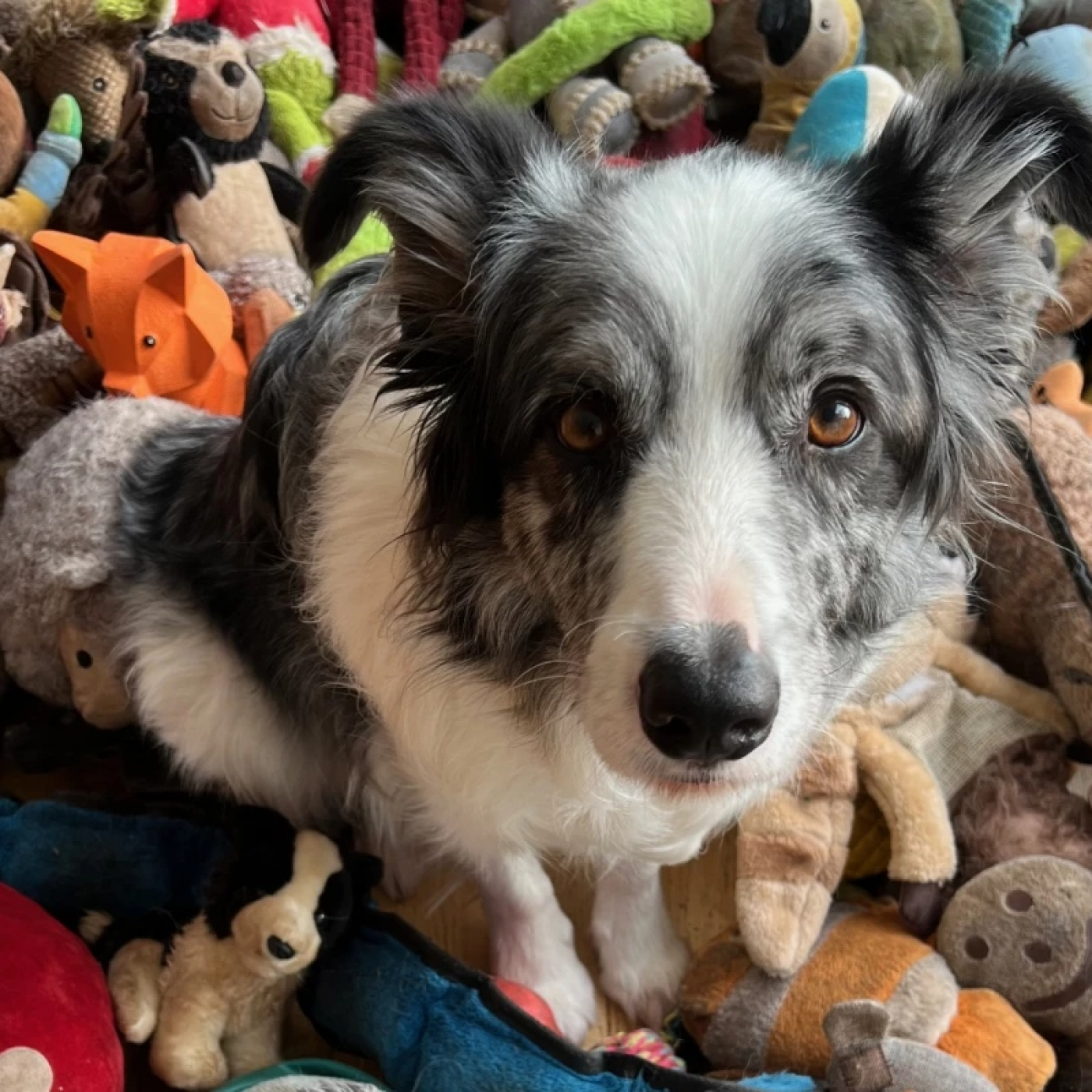 Aparici en Órbita s08e21: ¿Entienden los perros el lenguaje humano?