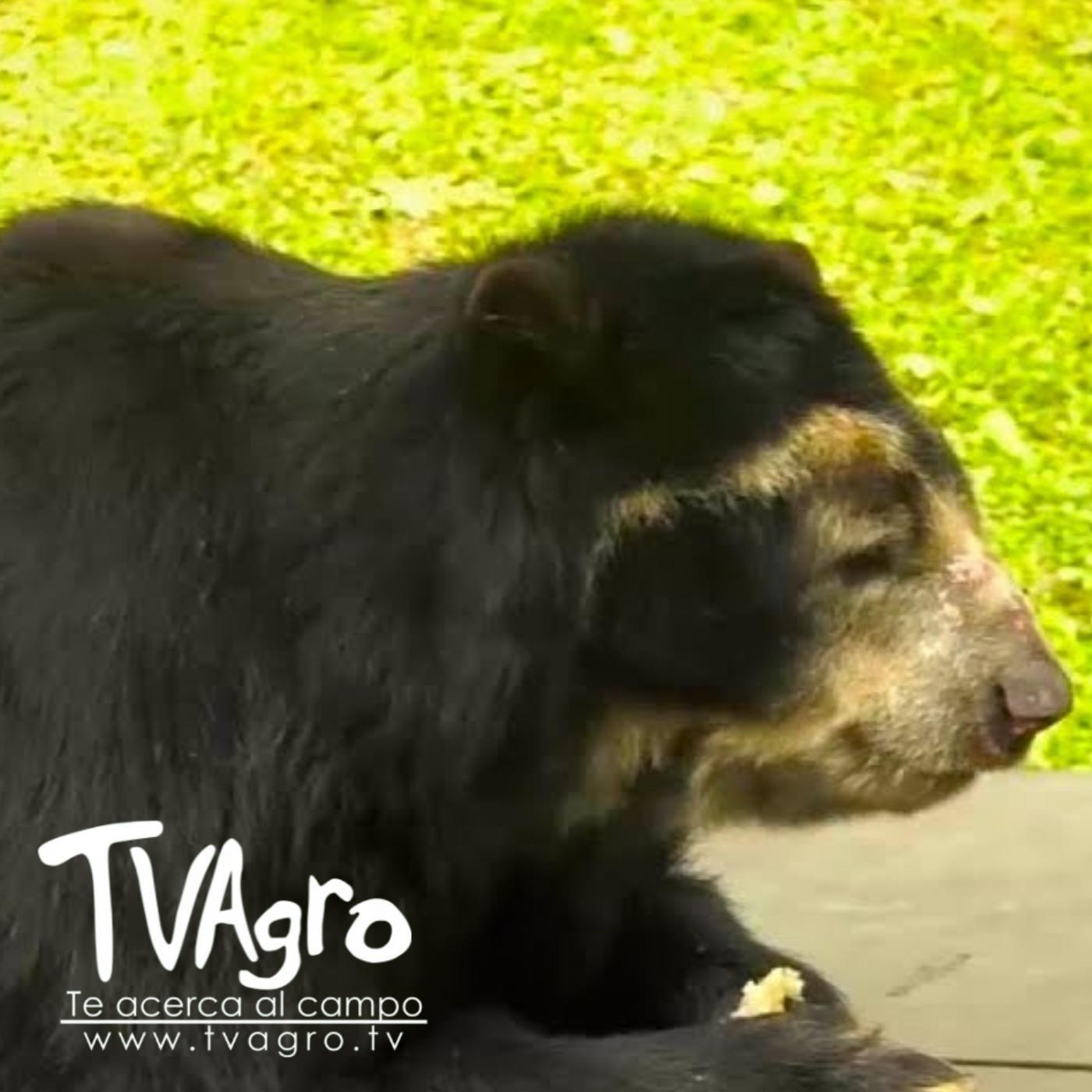 TV AGRO