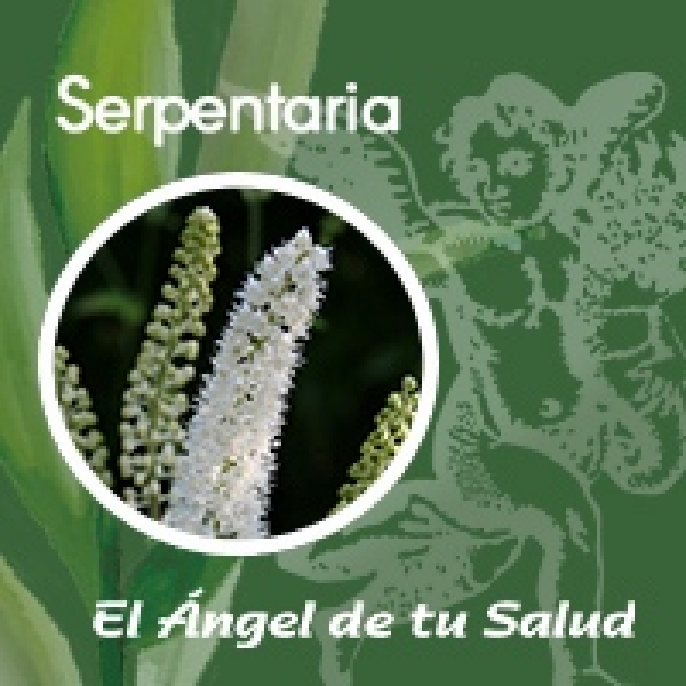 El Ángel de tu Salud - Serpentaria** episode artwork