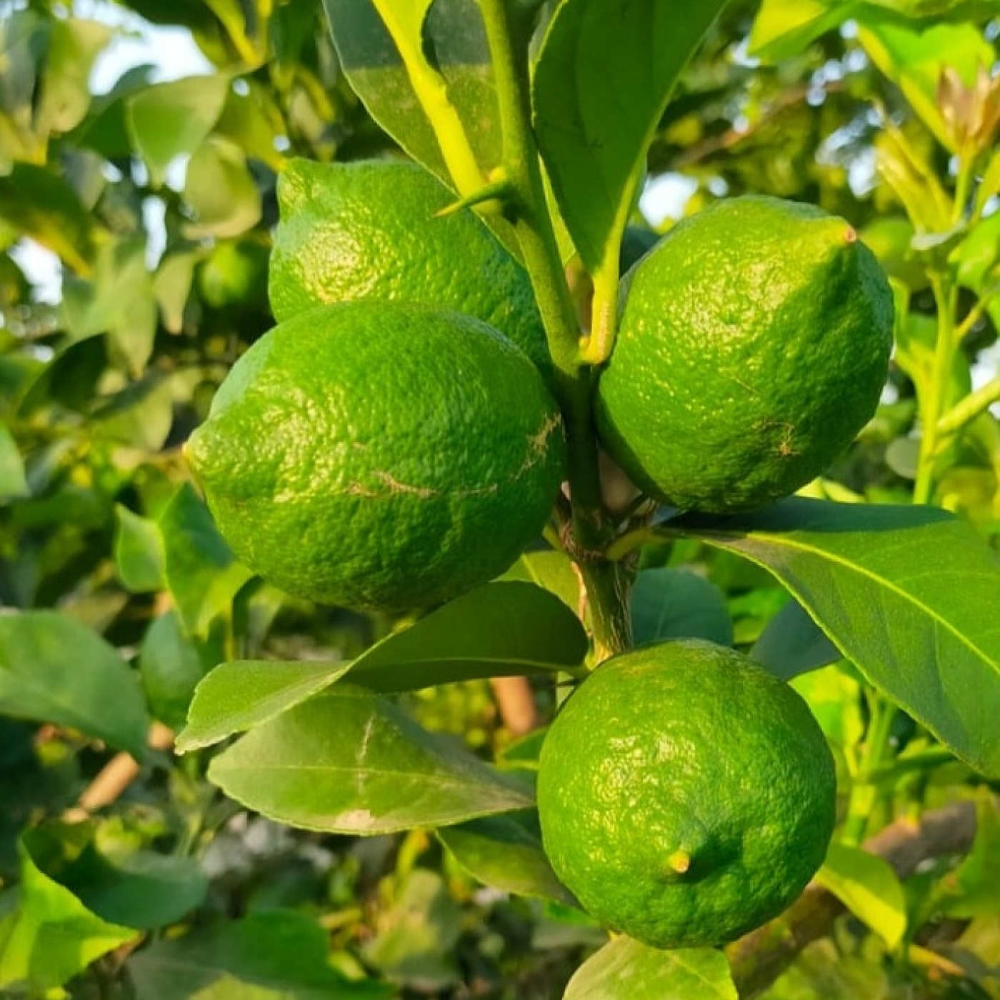 ''Tenemos los ingredientes necesarios para tener una buena campaña del limón''. episode artwork
