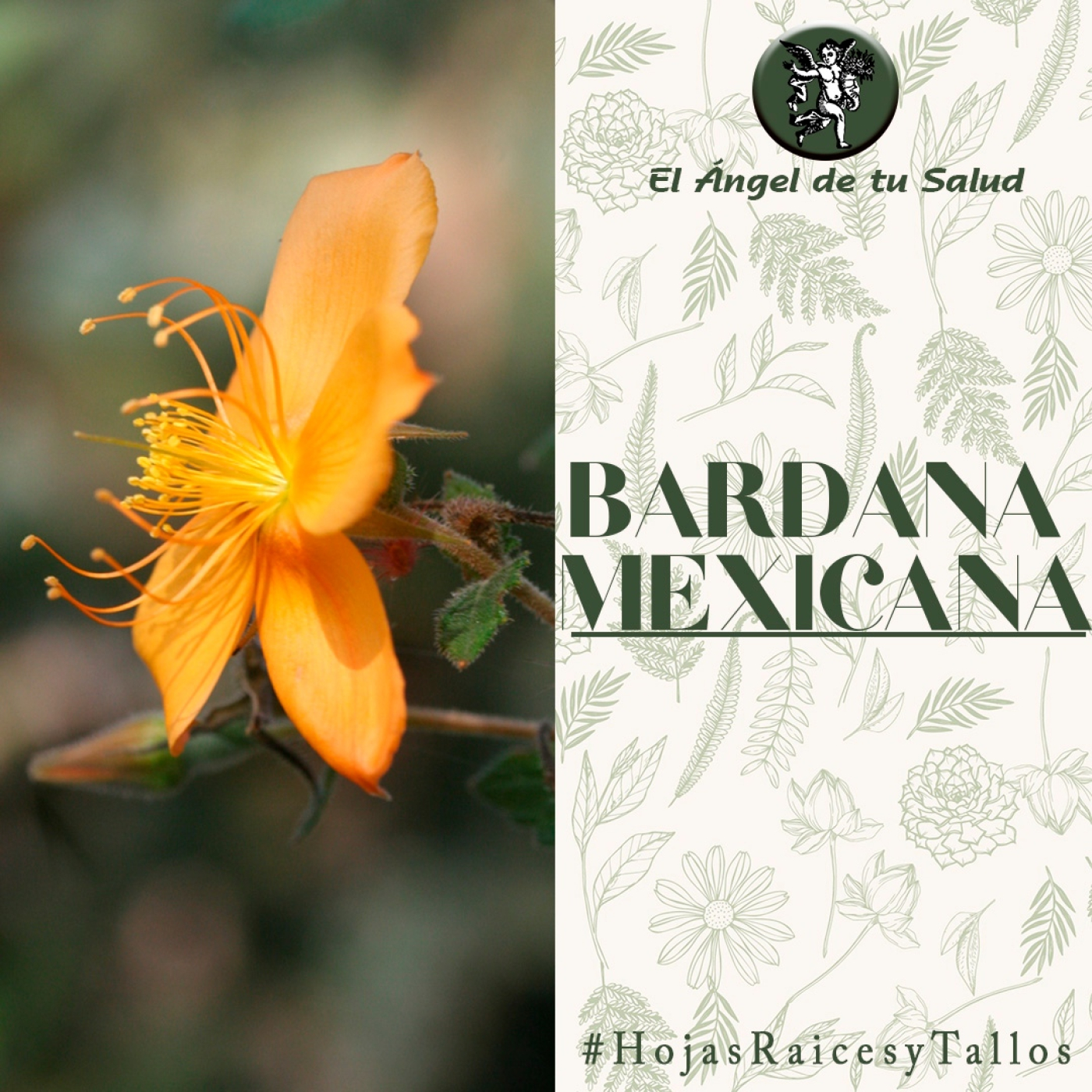 El Ángel de tu Salud - Bardana Mexicana** episode artwork