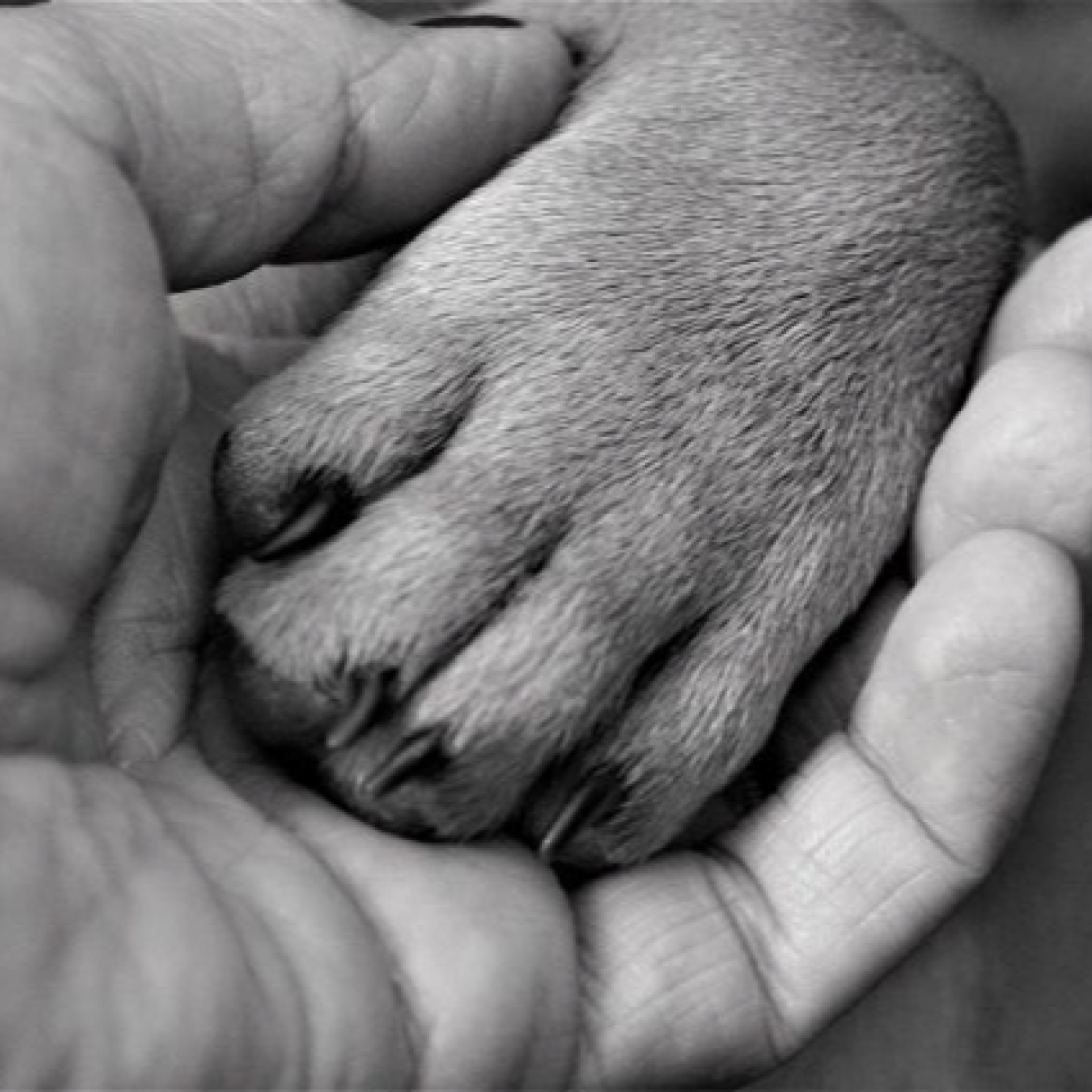 ¿Cómo atravesar el duelo por la pérdida de tu mascota?