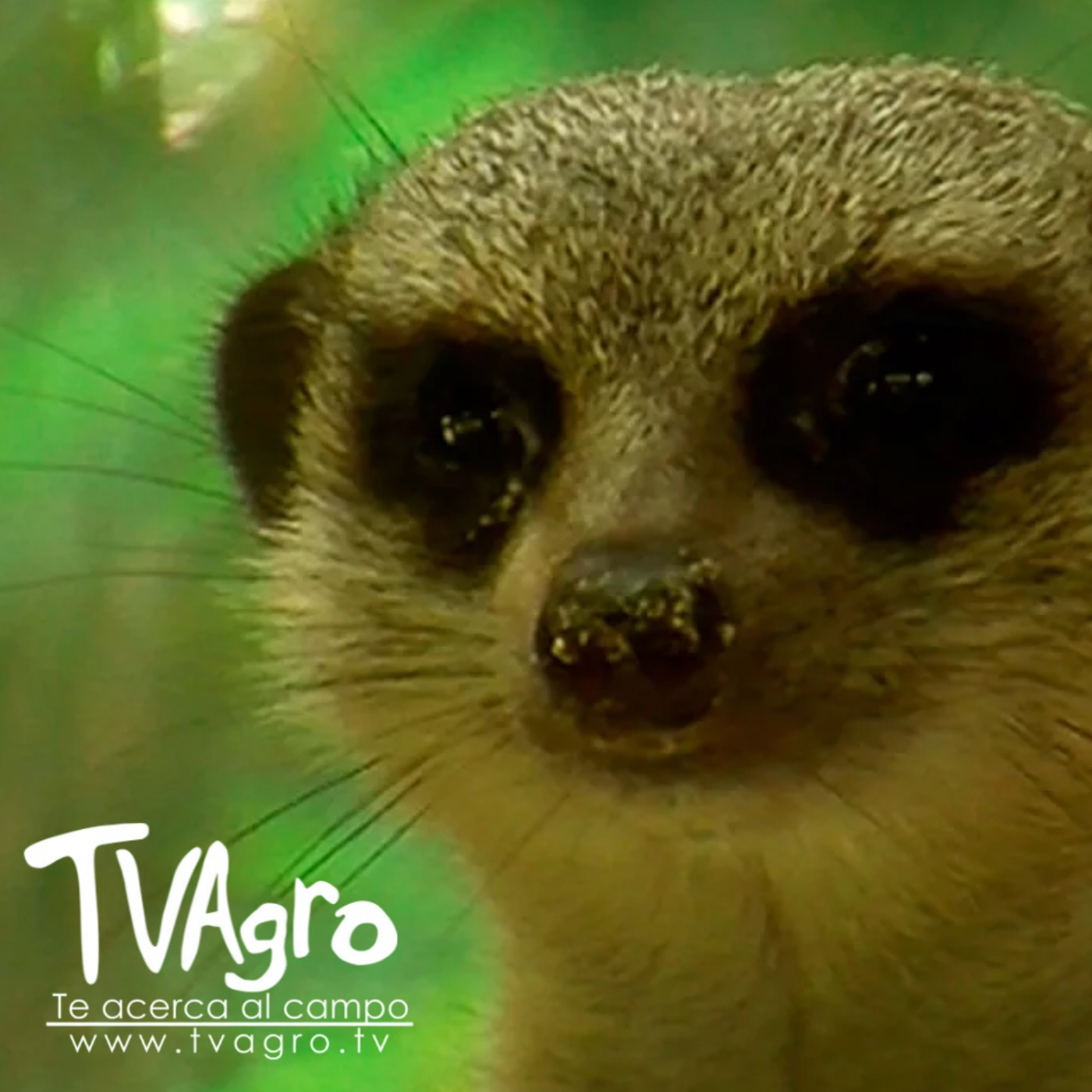 TV AGRO