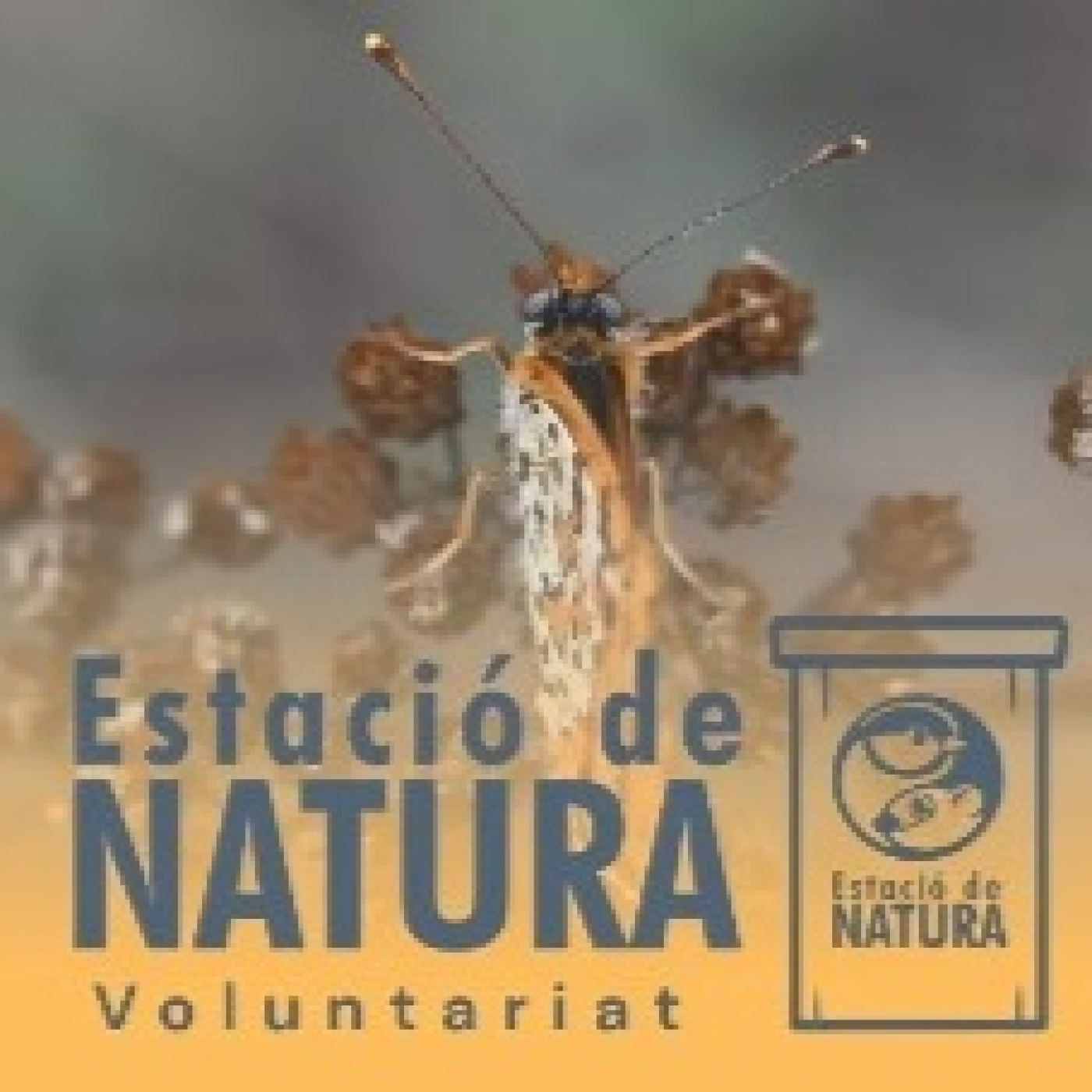 Un nou projecte de voluntariat vol registrar la biodiversitat del Molí Petit episode artwork