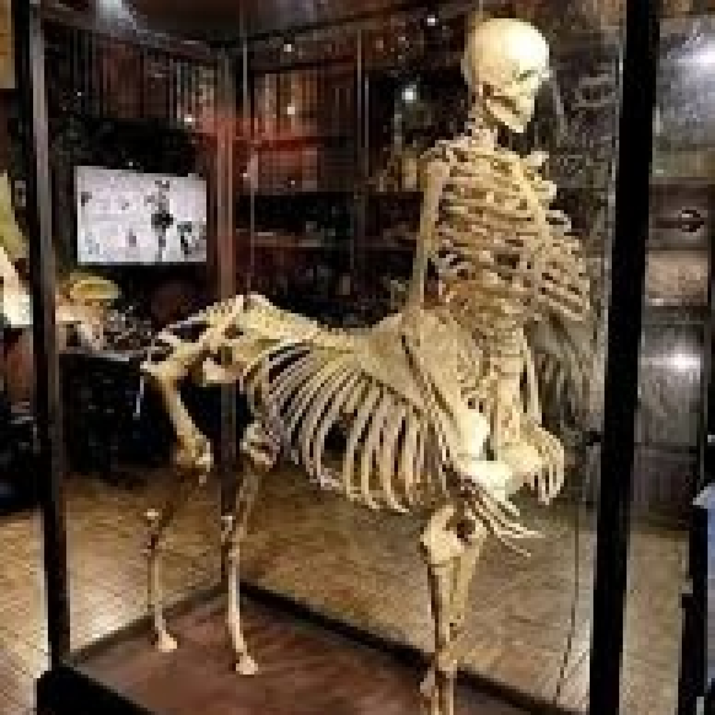 Voces del Misterio: Críptidos y animales imposibles, con Jesús Callejo y Carlos Canales — Voces del Misterio cover