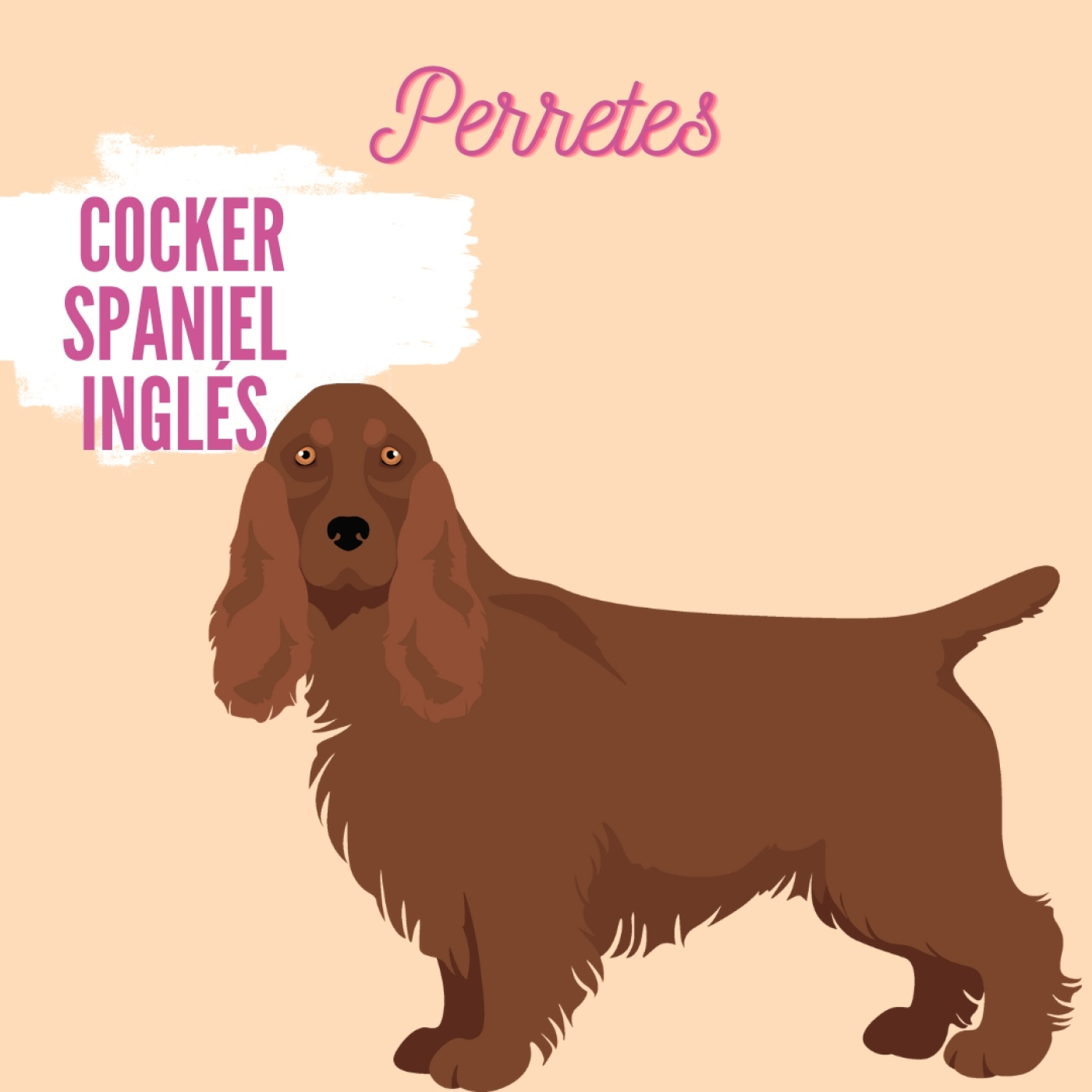 Perretes | Las razas de perros