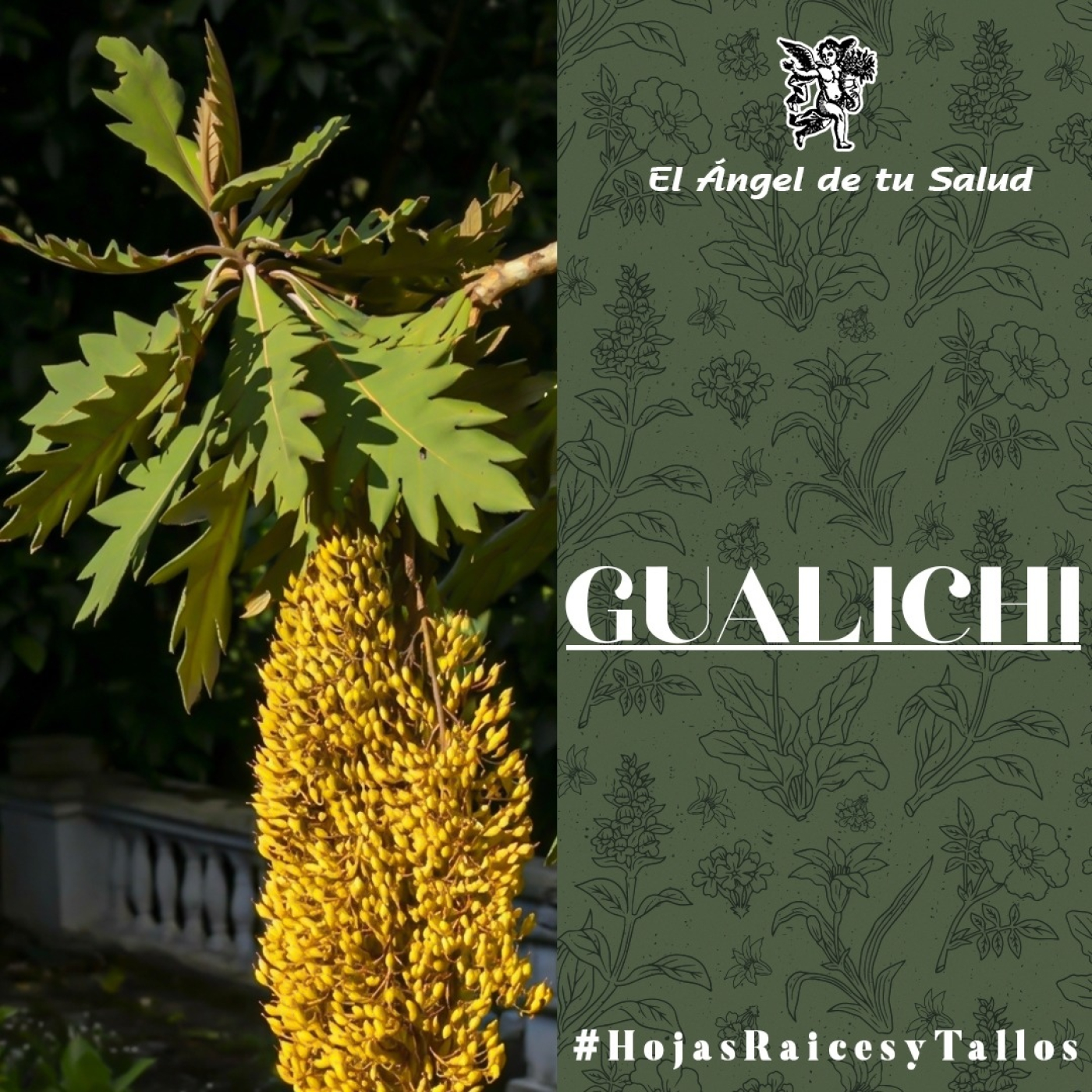 El Ángel de tu Salud - Gualichi**