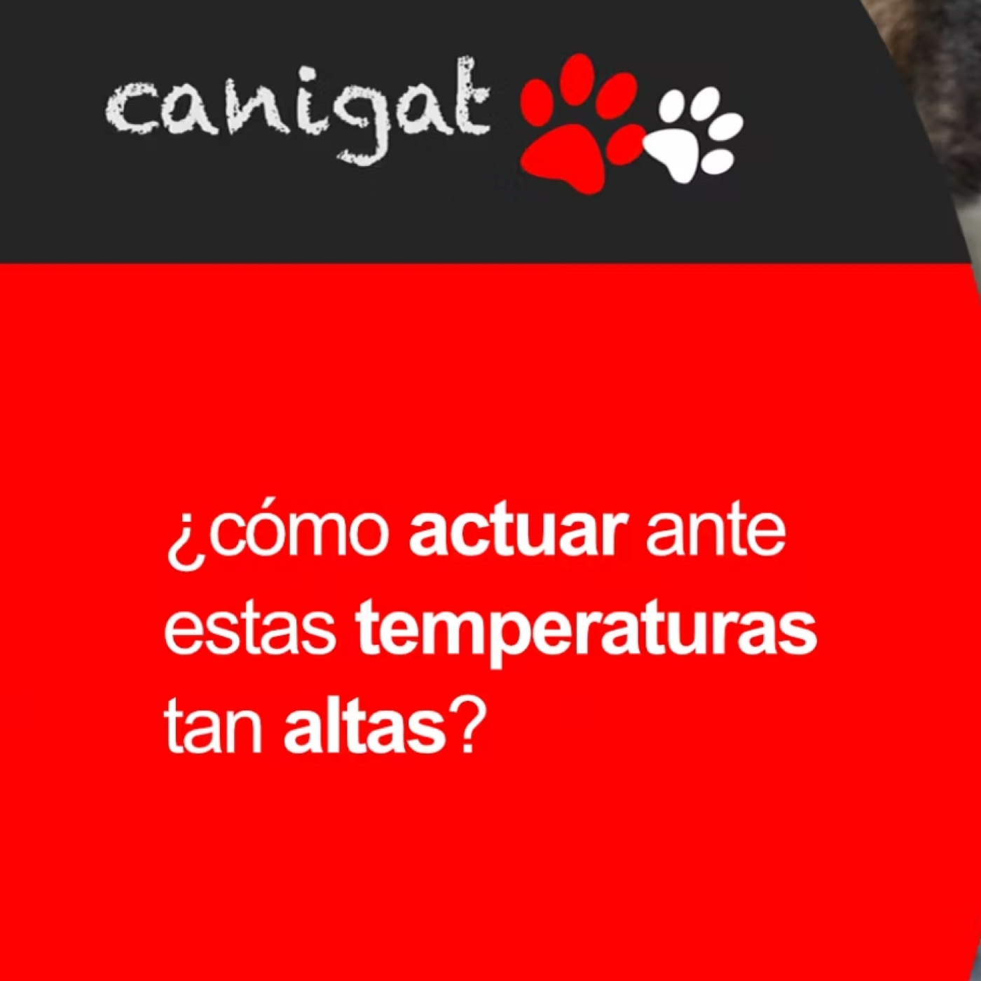 Consejos veterinarios de perros y gatos by canigat