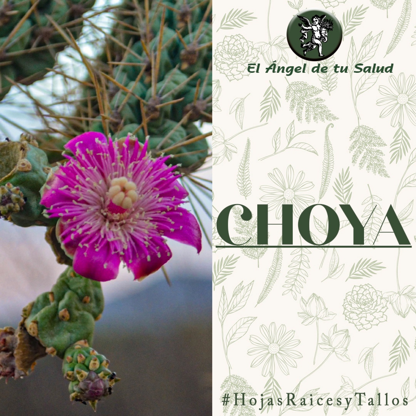 El Ángel de tu Salud - Choya** episode artwork