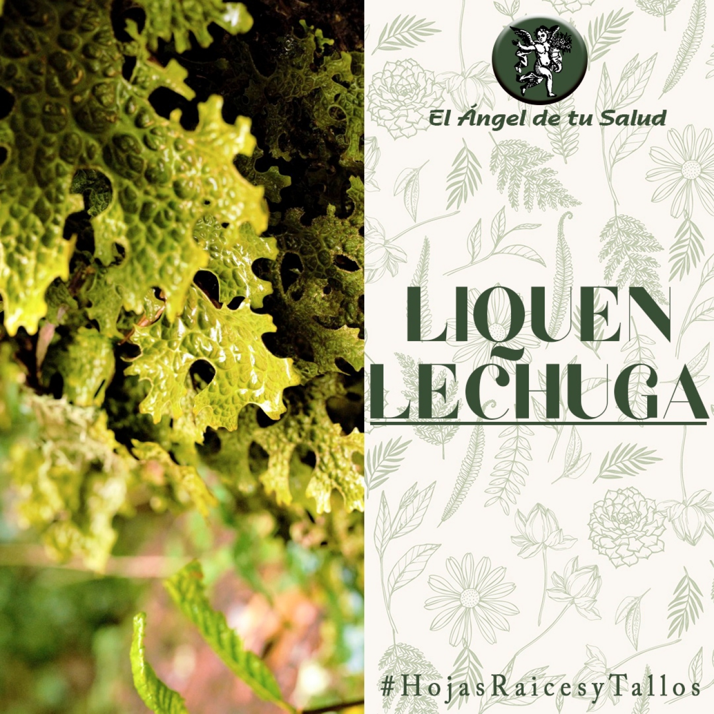 El Ángel de tu Salud - Liquen Lechuga** episode artwork