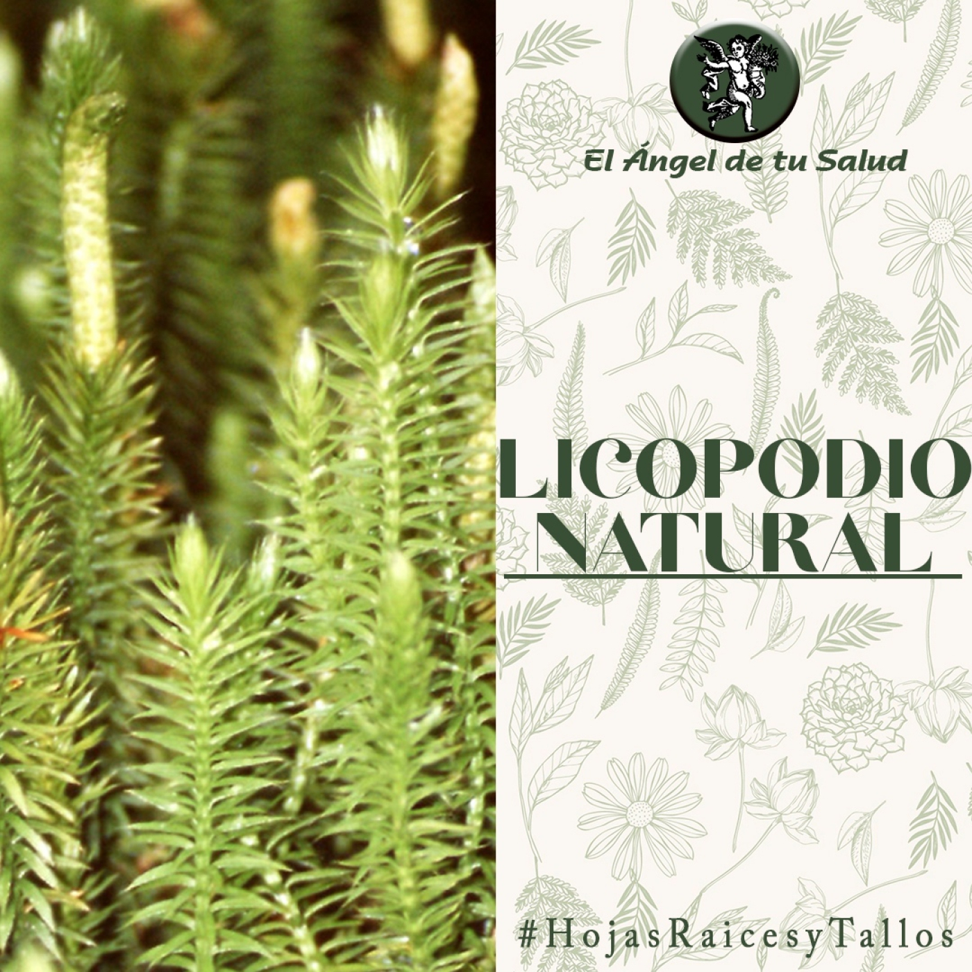El Ángel de tu Salud - Licopodio Natural** episode artwork