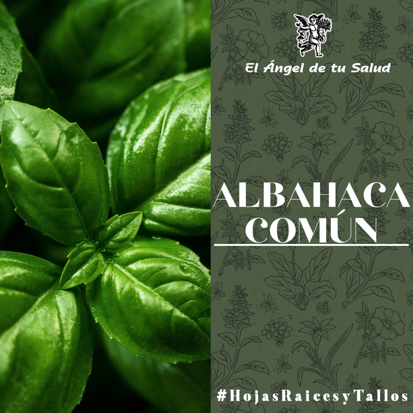 El Ángel de tu Salud - Albahaca Común** episode artwork