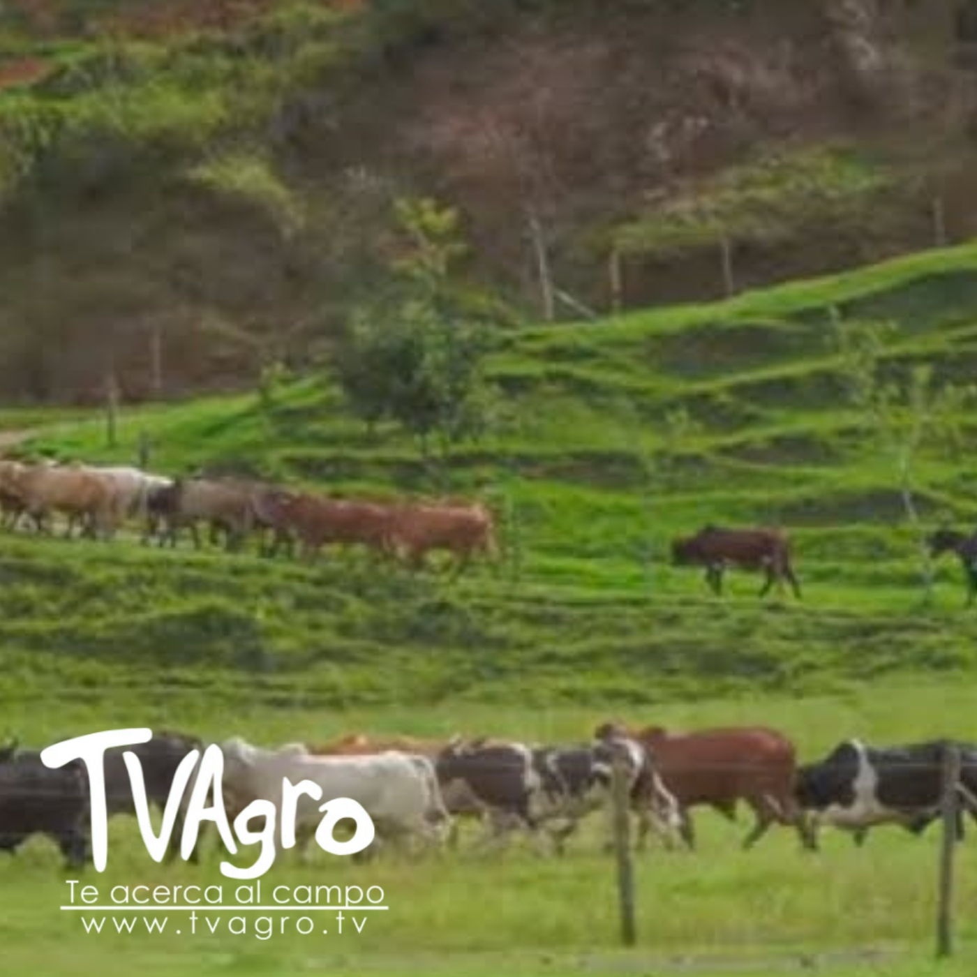 TV AGRO