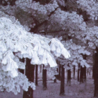 embed image