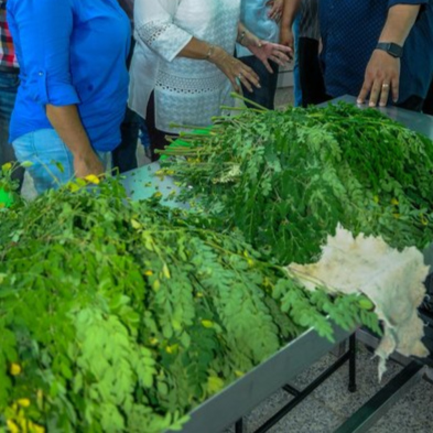 La moringa: aliada para la salud después del chikungunya