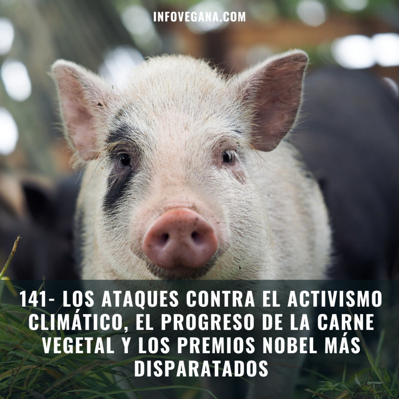 Infovegana, podcast de veganismo y sostenibilidad
