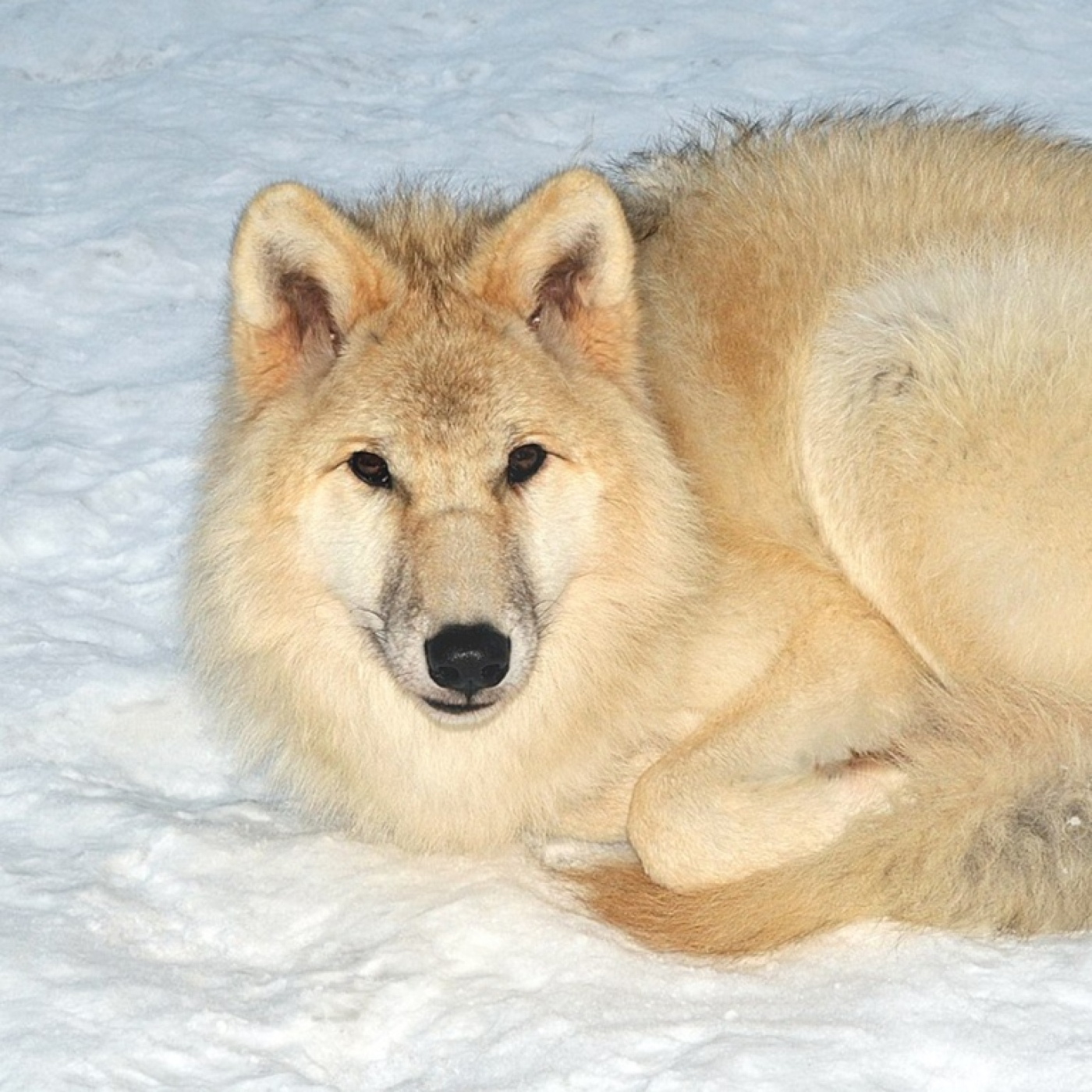 VuFyuM s07e07: La geografía de la genética + ¿dónde se domesticaron los perros?