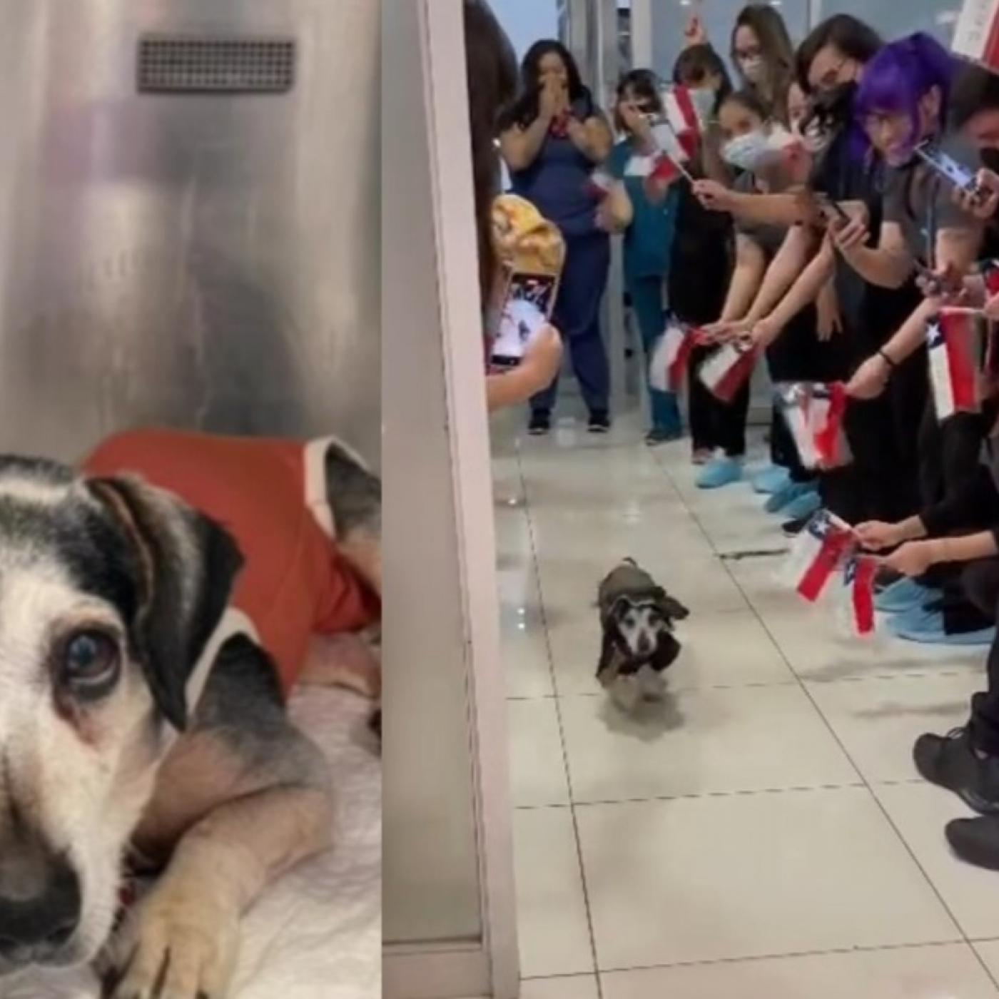 Podcast Mascotero - Mundo animal