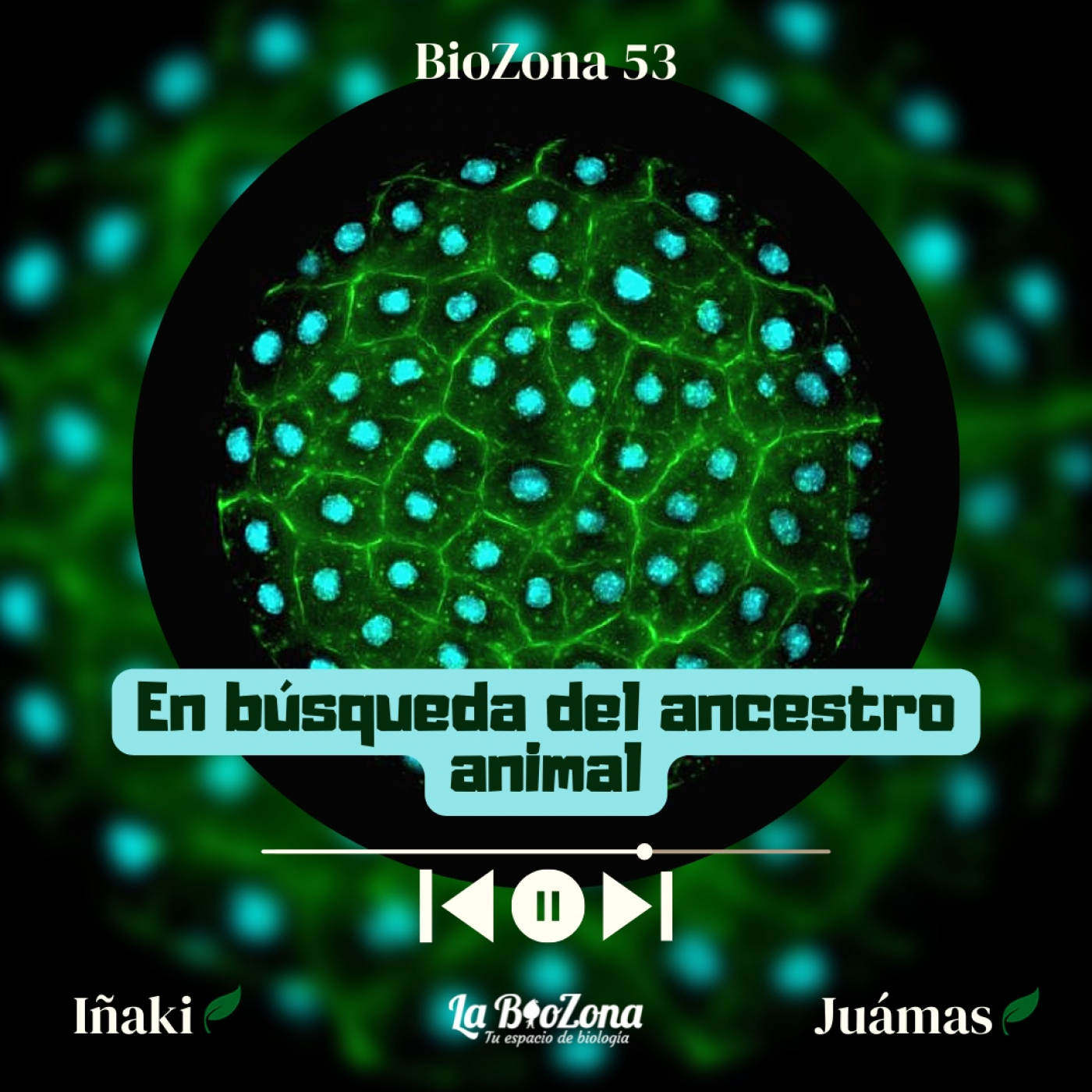 Biozona 53. En búsqueda del ancestro animal episode artwork