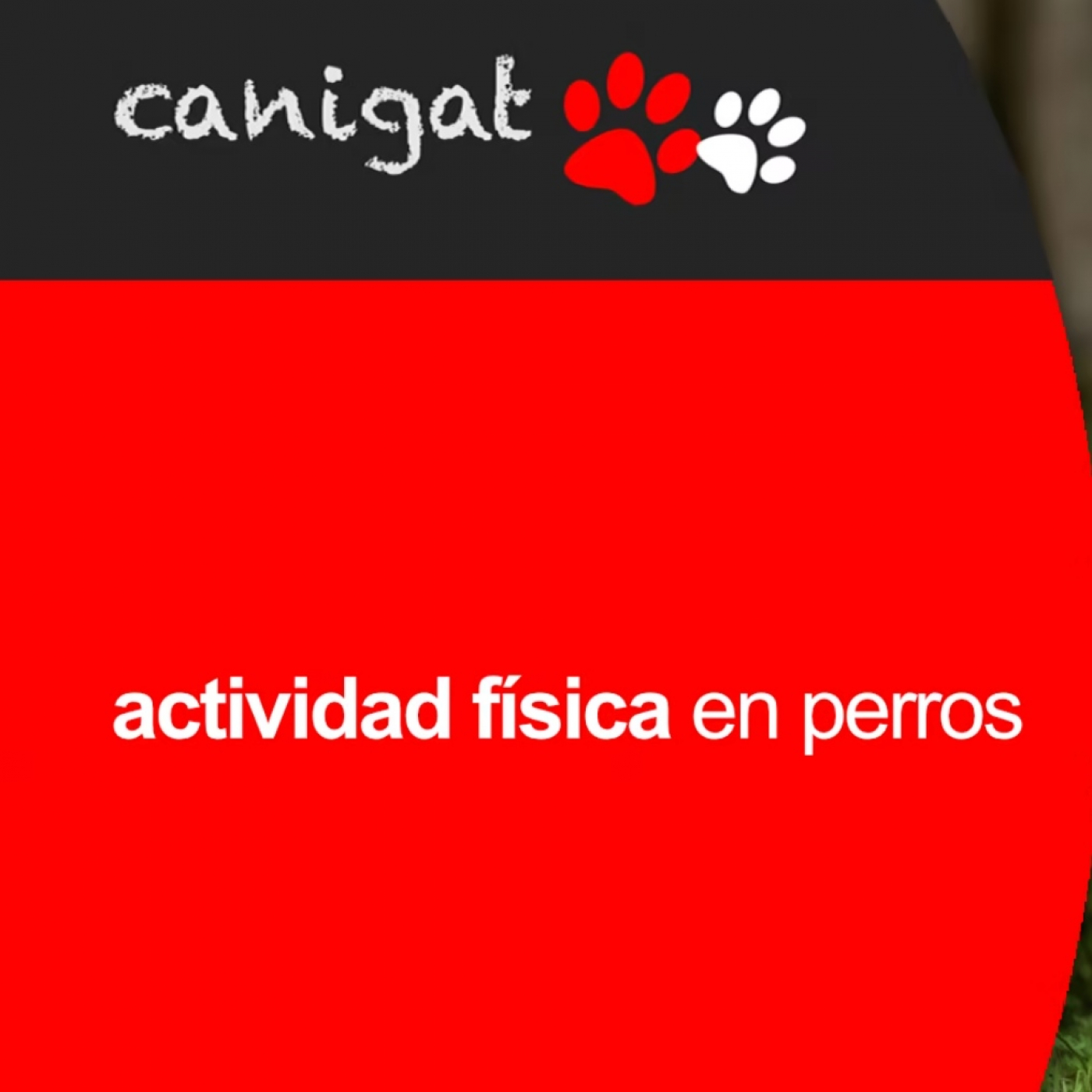Consejos veterinarios de perros y gatos by canigat
