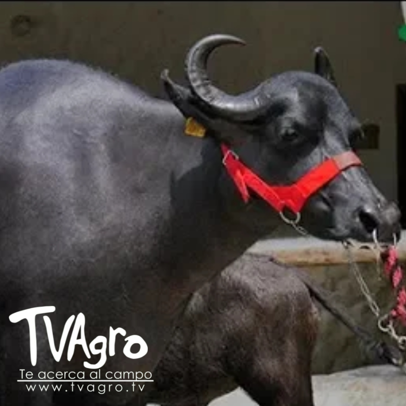 TV AGRO