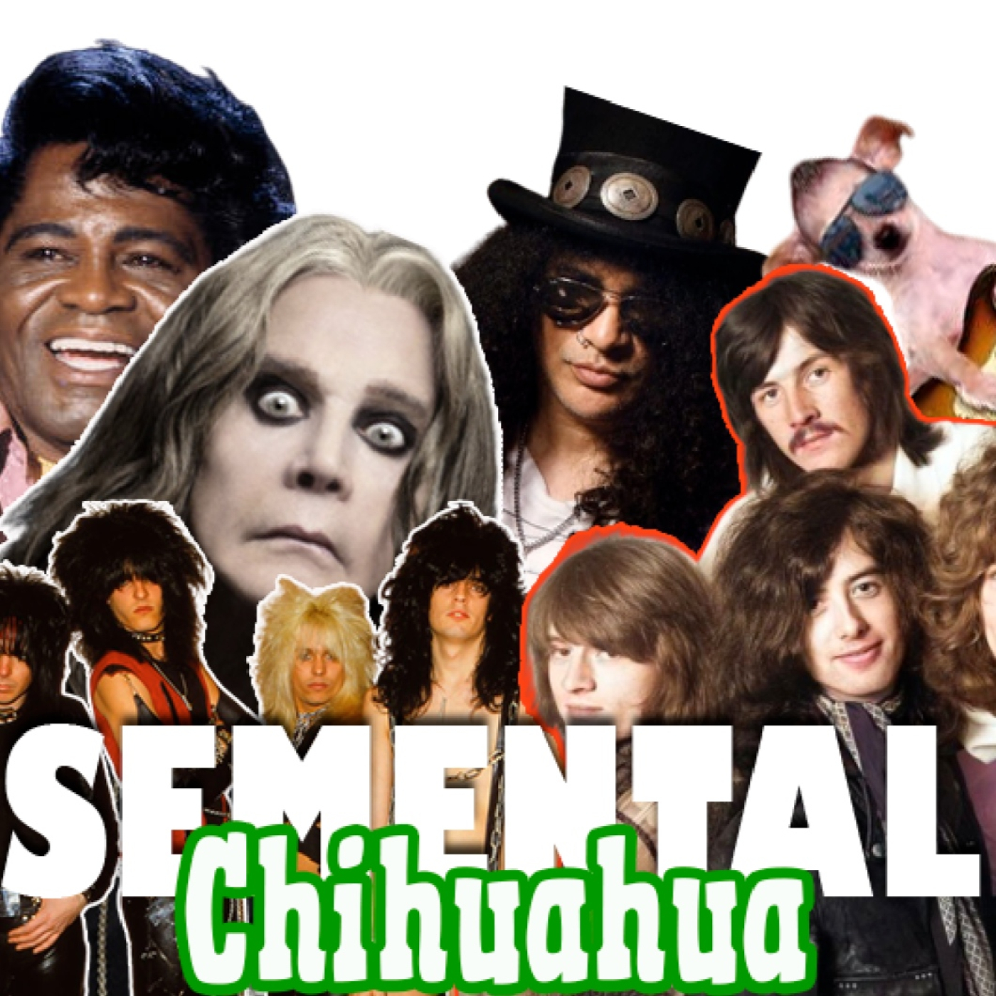 Semental Chihuahua