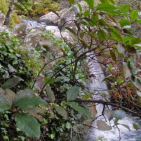 embed image