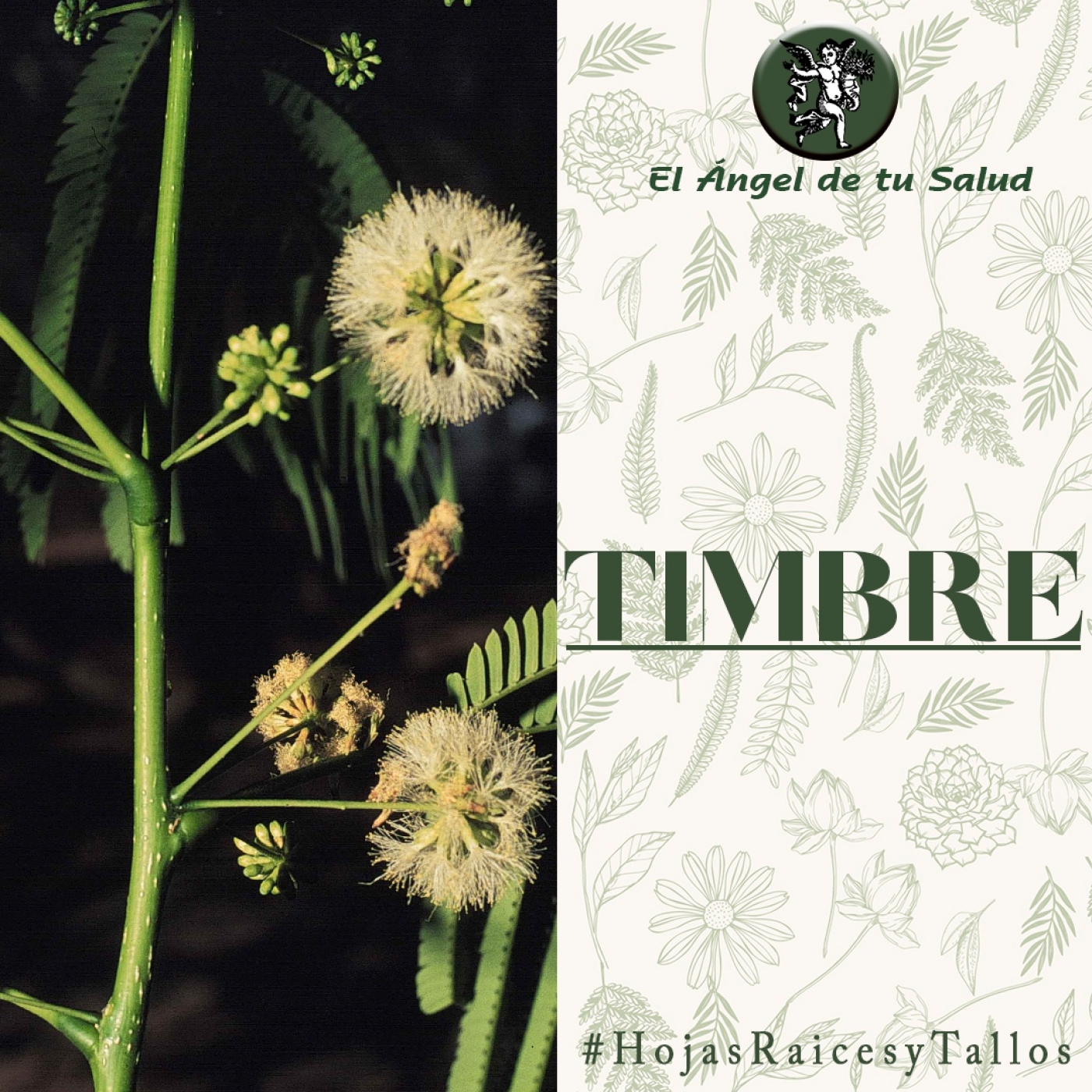 El Ángel de tu Salud - Timbre**