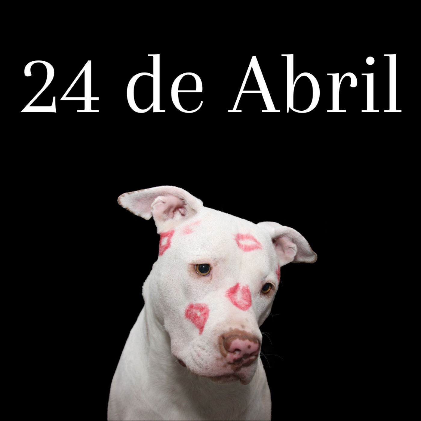 Matinal 24 de Abril 2023 Perros, payasos y delfines episode artwork