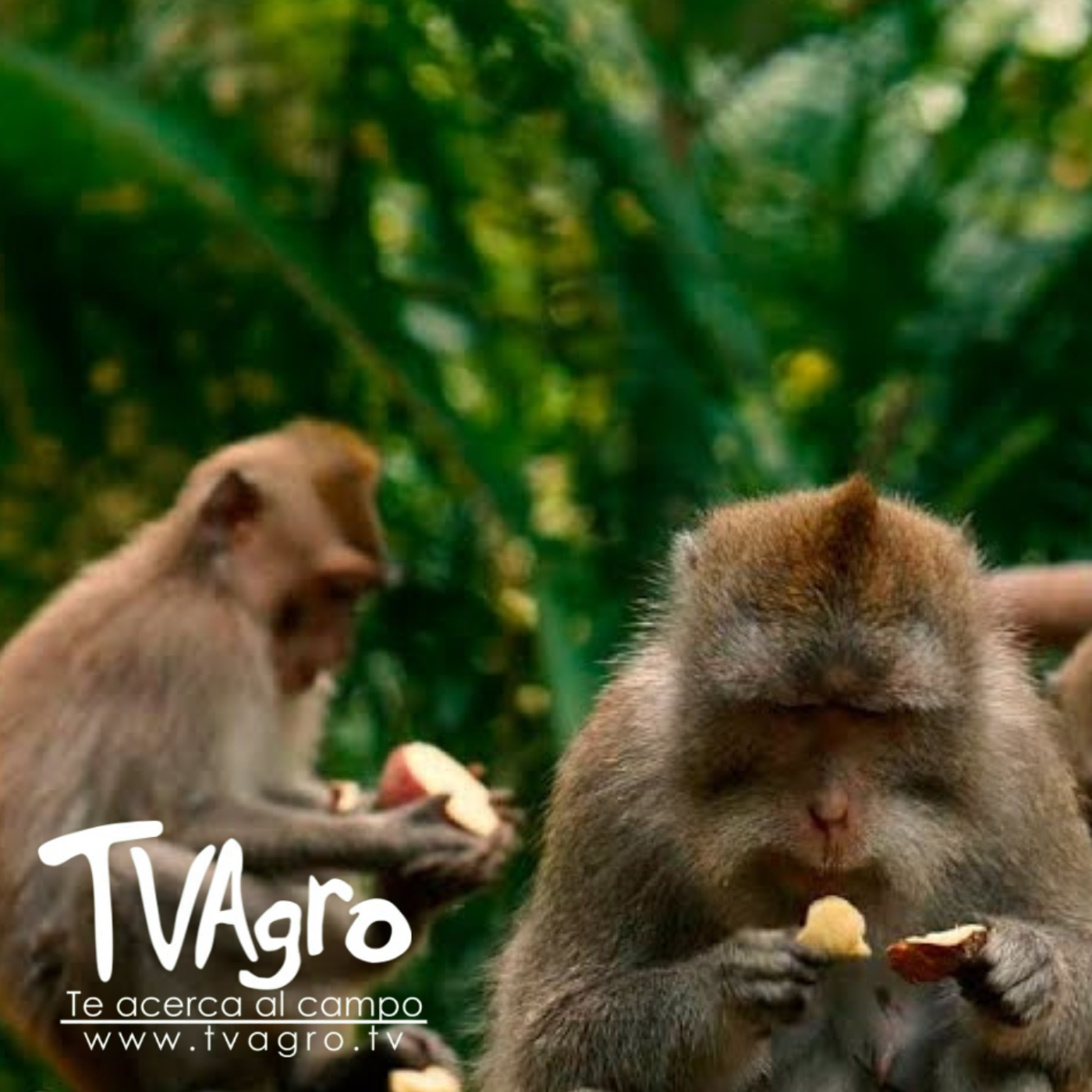 TV AGRO
