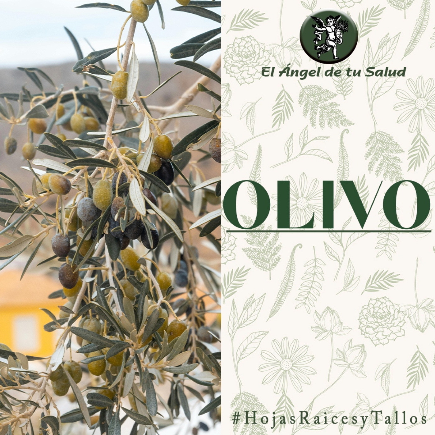 El Ángel de tu Salud - Olivo** episode artwork