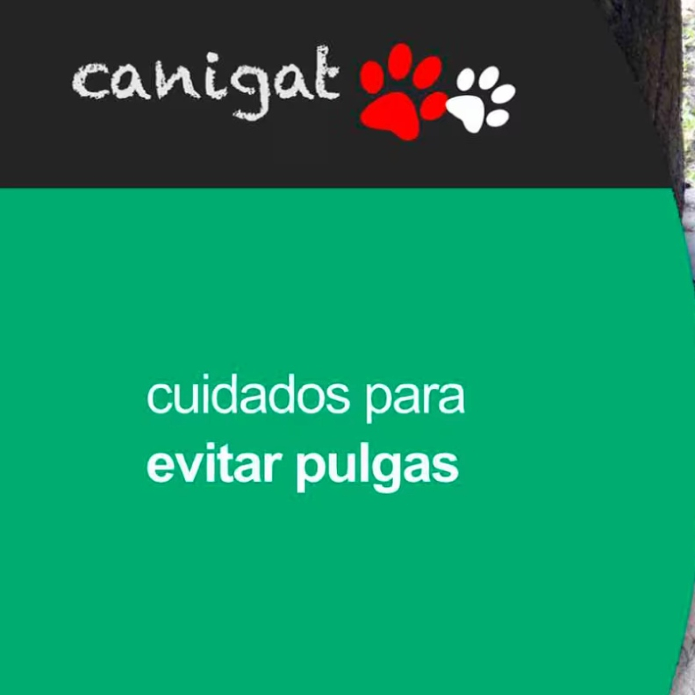 Consejos veterinarios de perros y gatos by canigat