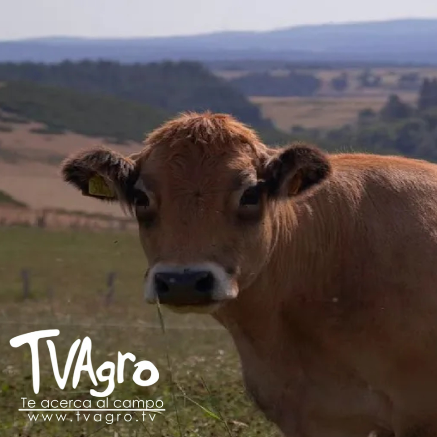 TV AGRO